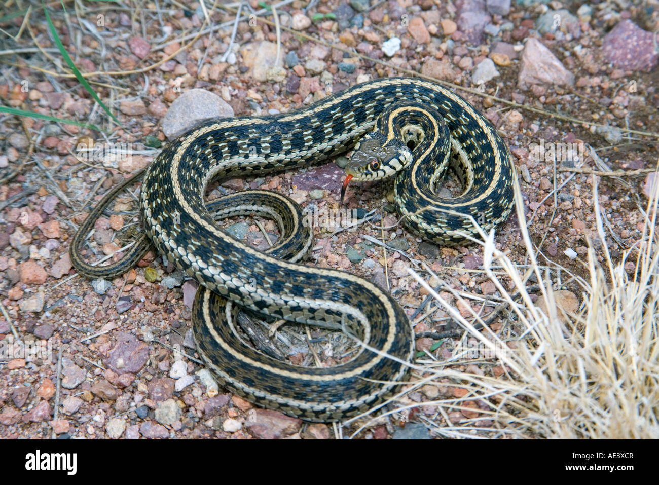 Schwarzhals-Garter Snake Thamnophis Cyrtopsis Elgin Arizona USA 22 Juli Erwachsenen Colubridae Stockfoto