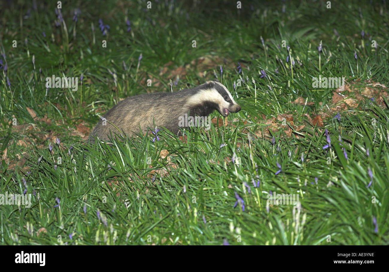 horizontale Foto des eurasischen Dachs Meles Meles unter Glockenblumen in Wäldern in der Nacht beleuchtet durch flash Stockfoto