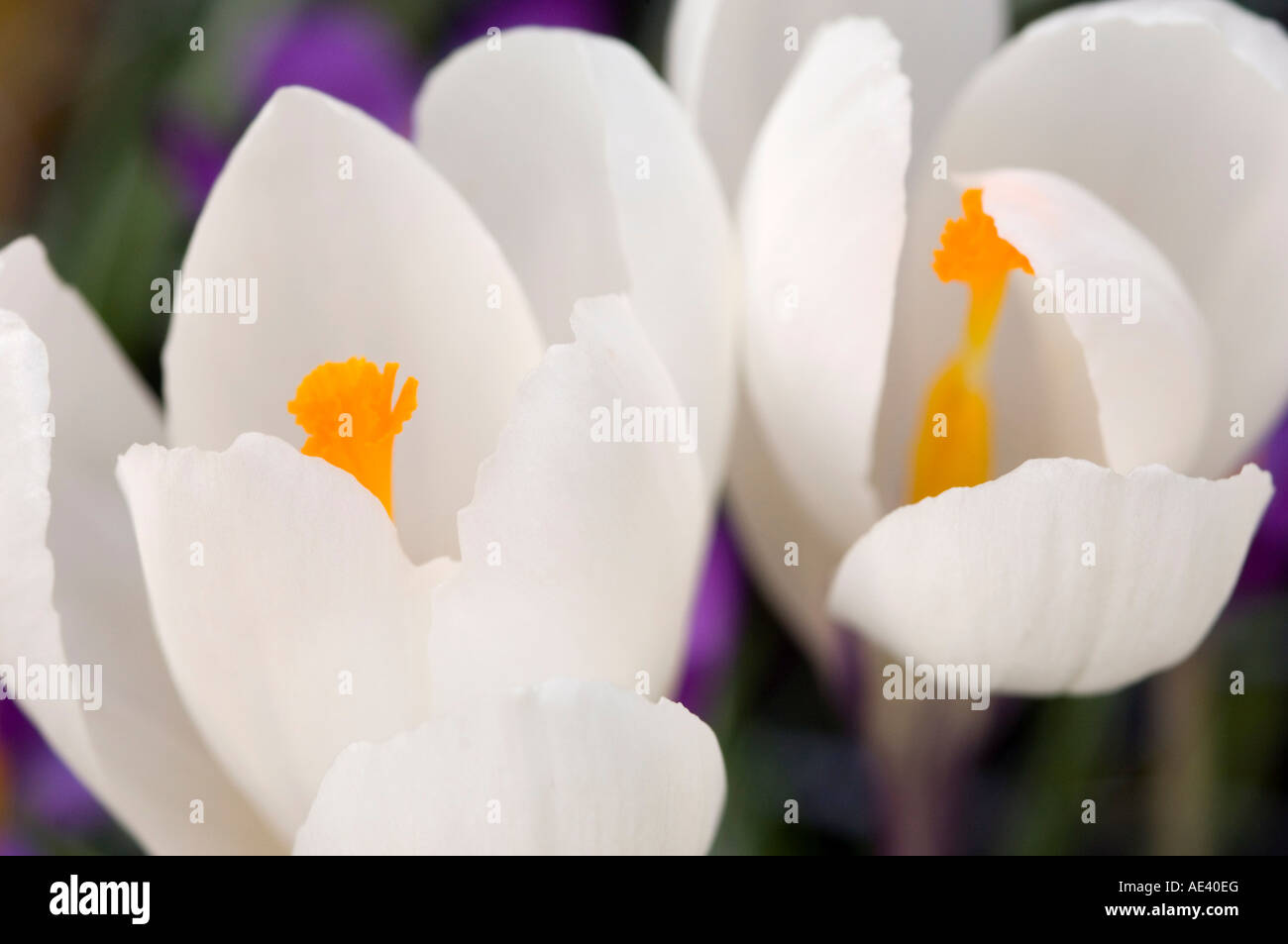 Eine Nahaufnahme der weiße Krokusse mit gelber Mitte März, Vereinigtes Königreich, Europa Stockfoto