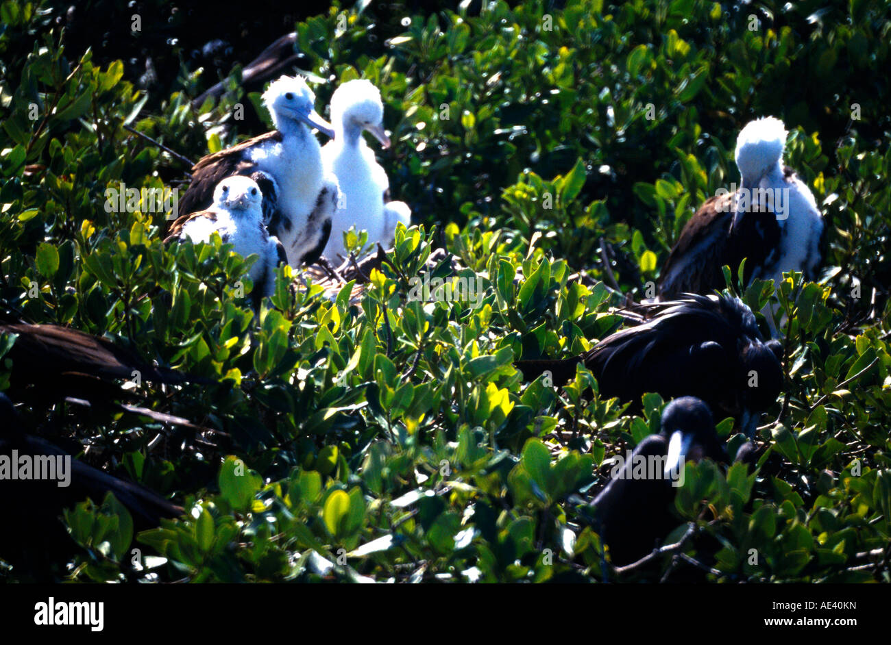 Codrington Lagune Barbuda Fregatte Jungvögel im Nest Stockfoto