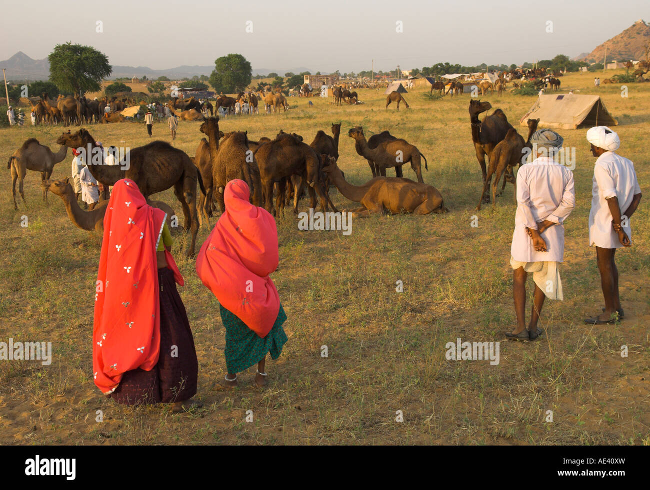 Kamel und Viehmarkt für halb Nomadenstämme, Pushkar Mela, Pushkar, Rajasthan Zustand, Indien, Asien Stockfoto