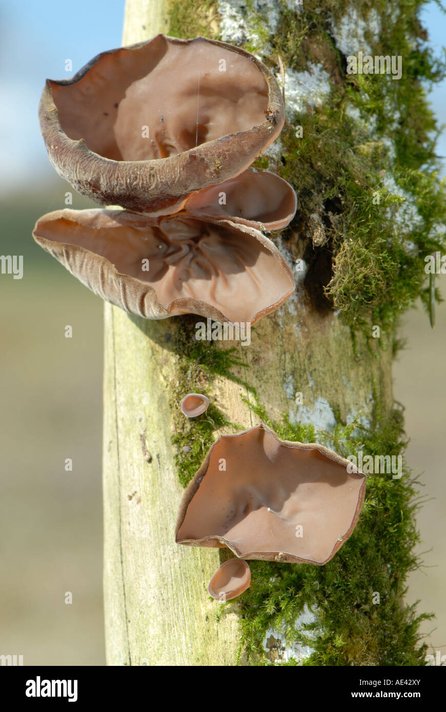 Holz Ohr Pilz, Ohr Pilz, Mu err Pilz, Juden Ohr (Auricularia Auricula-Judae, Auricularia Polytricha) Stockfoto