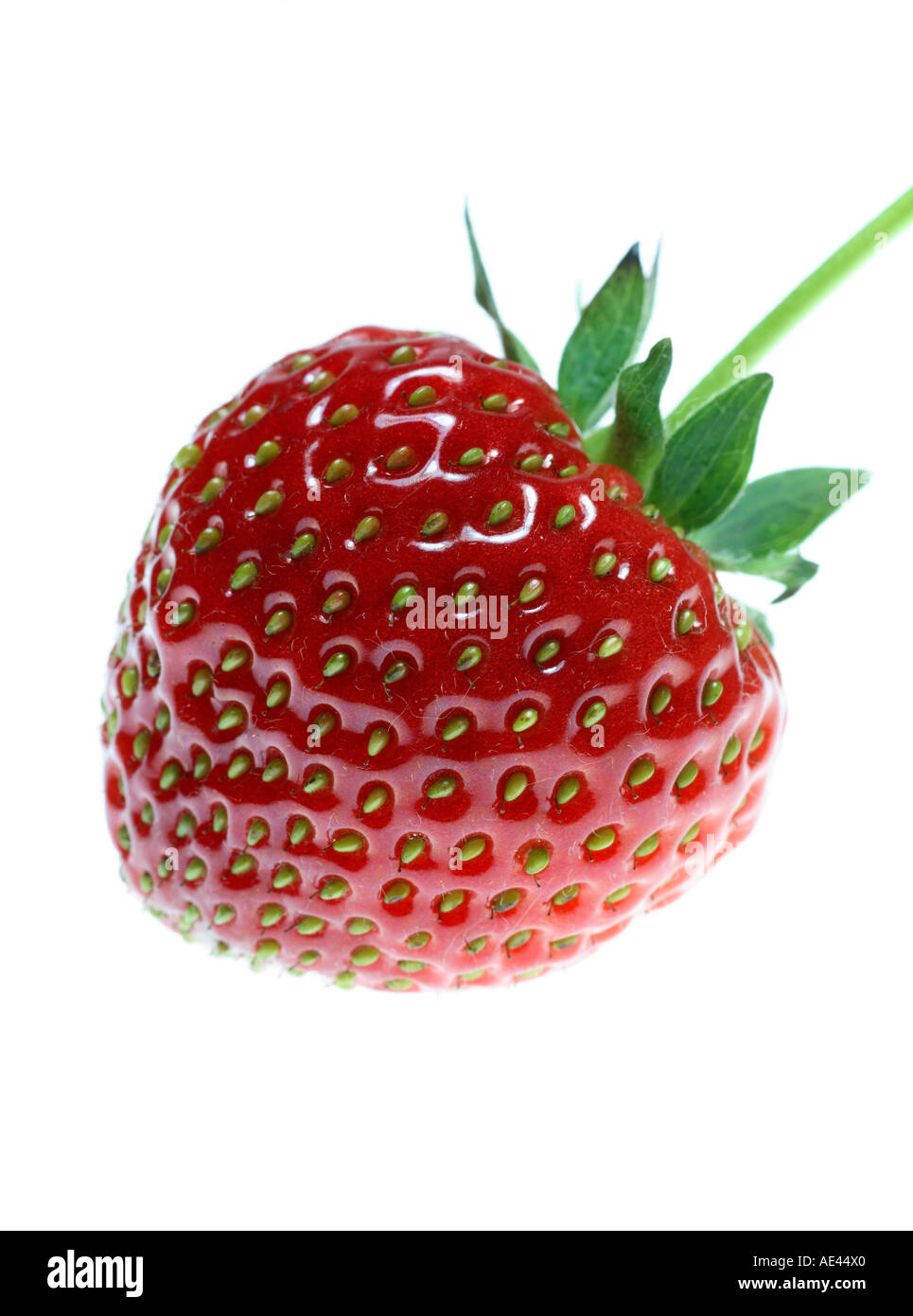 Nahaufnahme einer roten Erdbeere auf weißem Hintergrund. Stockfoto