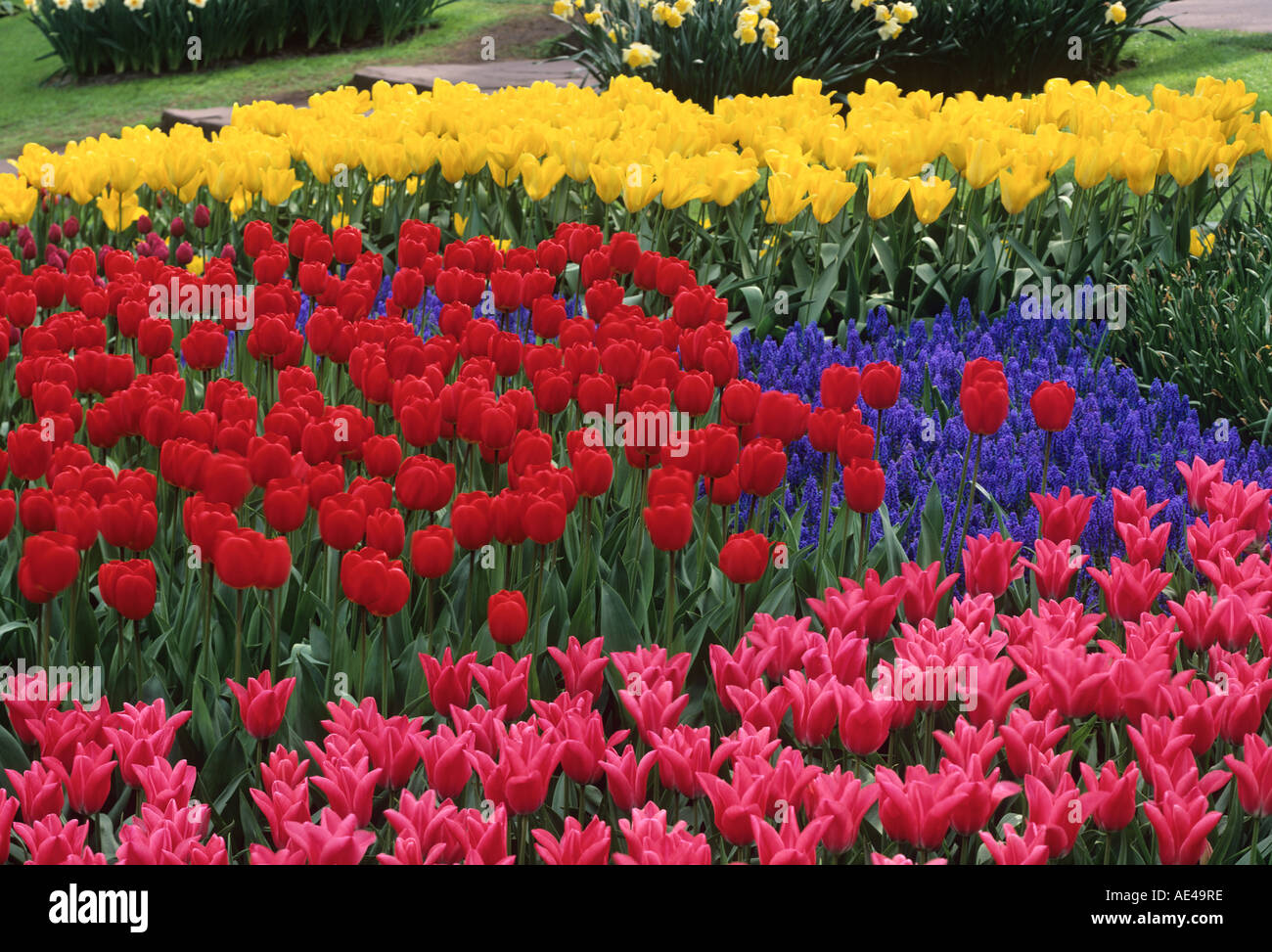 Tulpen, Narzissen und Traubenhyazinthen. Keukenhof Gärten, Niederlande Stockfoto