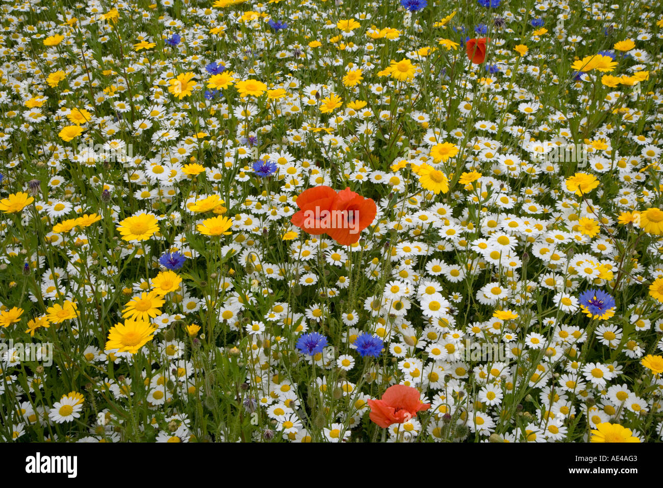 Wildblumenwiese im Sommer.Mohn Mais Ringelblumen Glebionis segetum Kamille Anthemis arvensis und blauen Kornblumen Centaurea cyanus Stockfoto