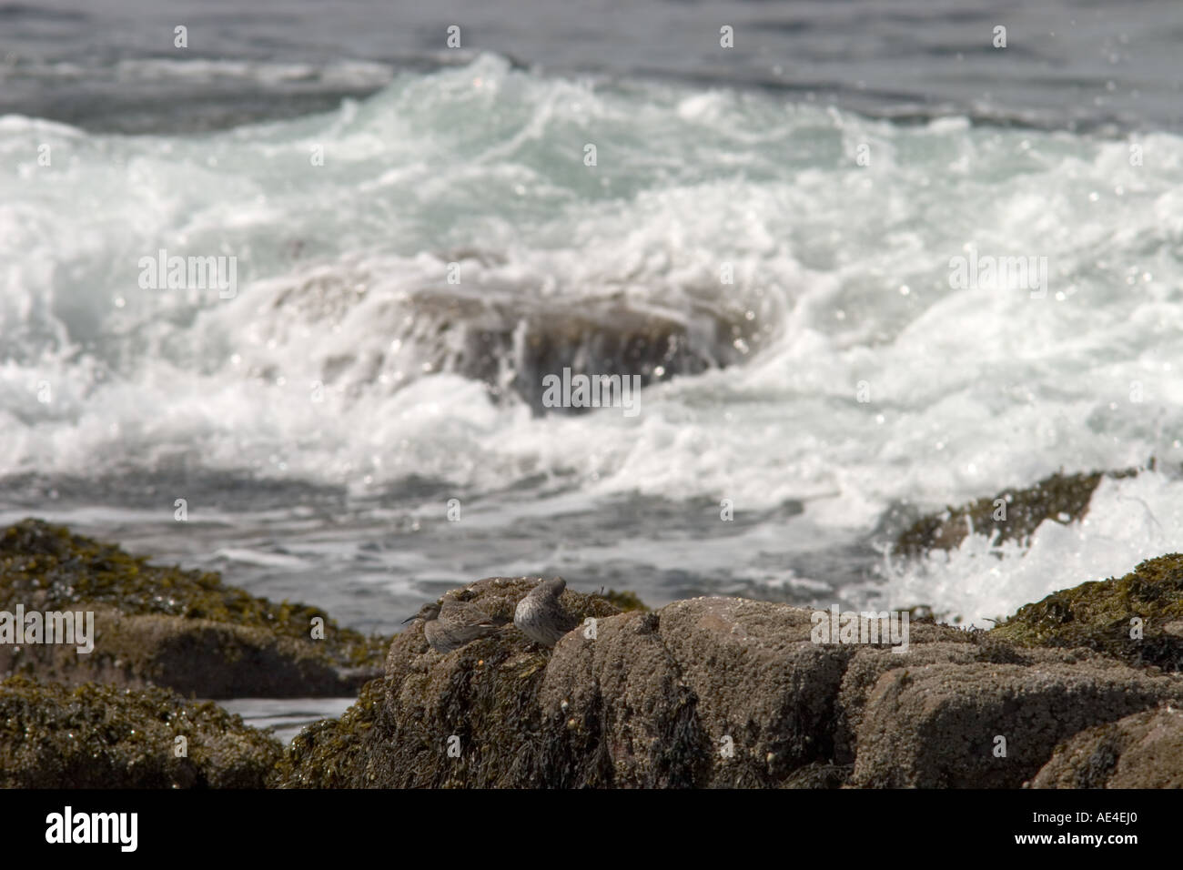 Küstenvögel ruht auf Felsen Stockfoto