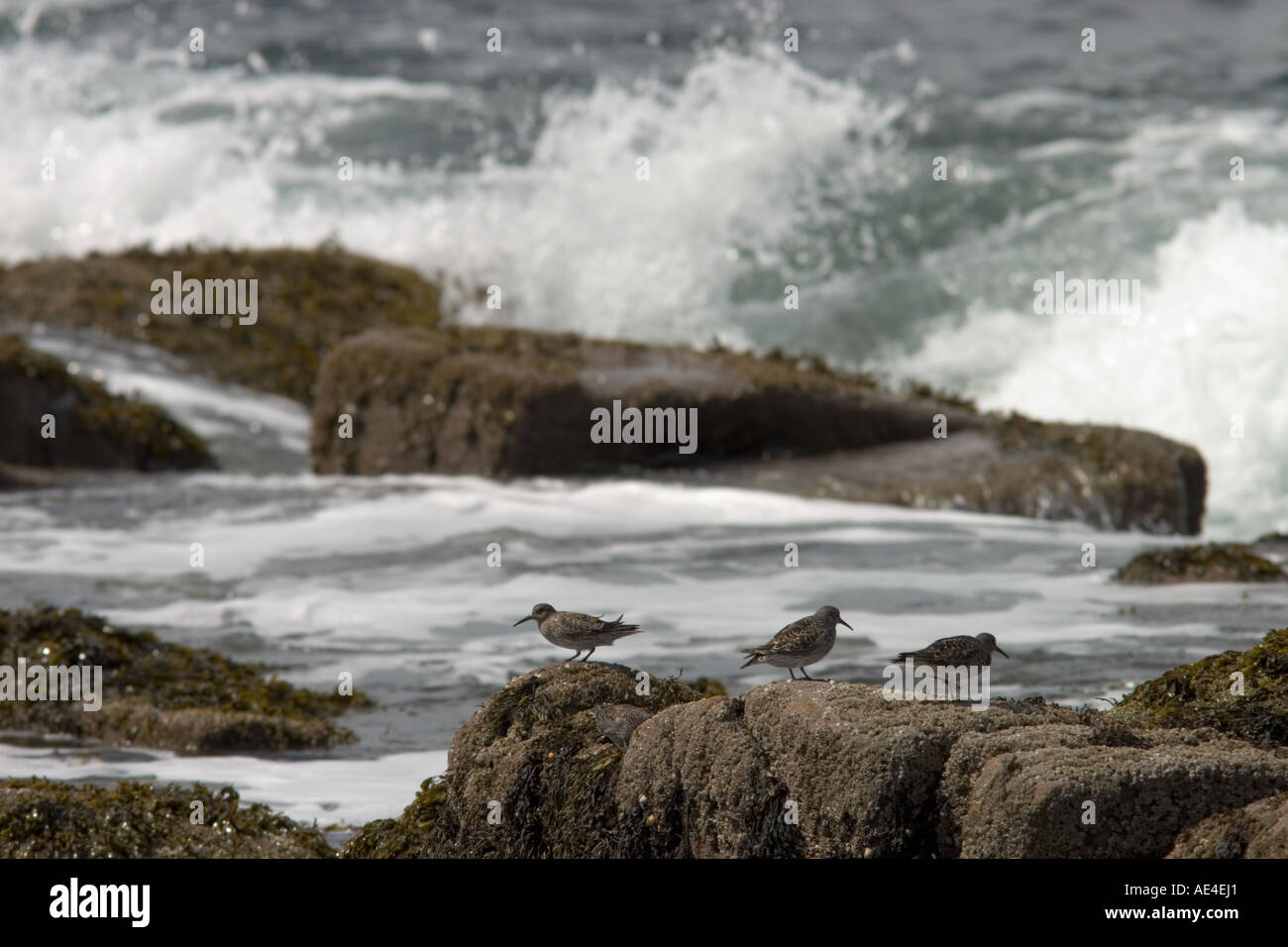Küstenvögel ruht auf Felsen Stockfoto