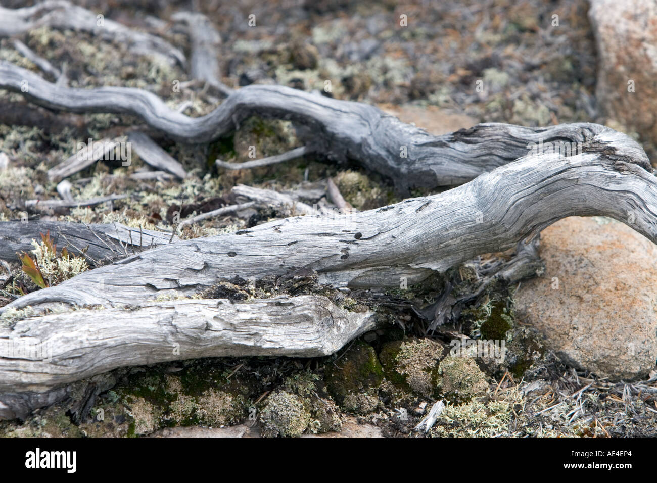 Verwitterten Baumwurzeln Stockfoto