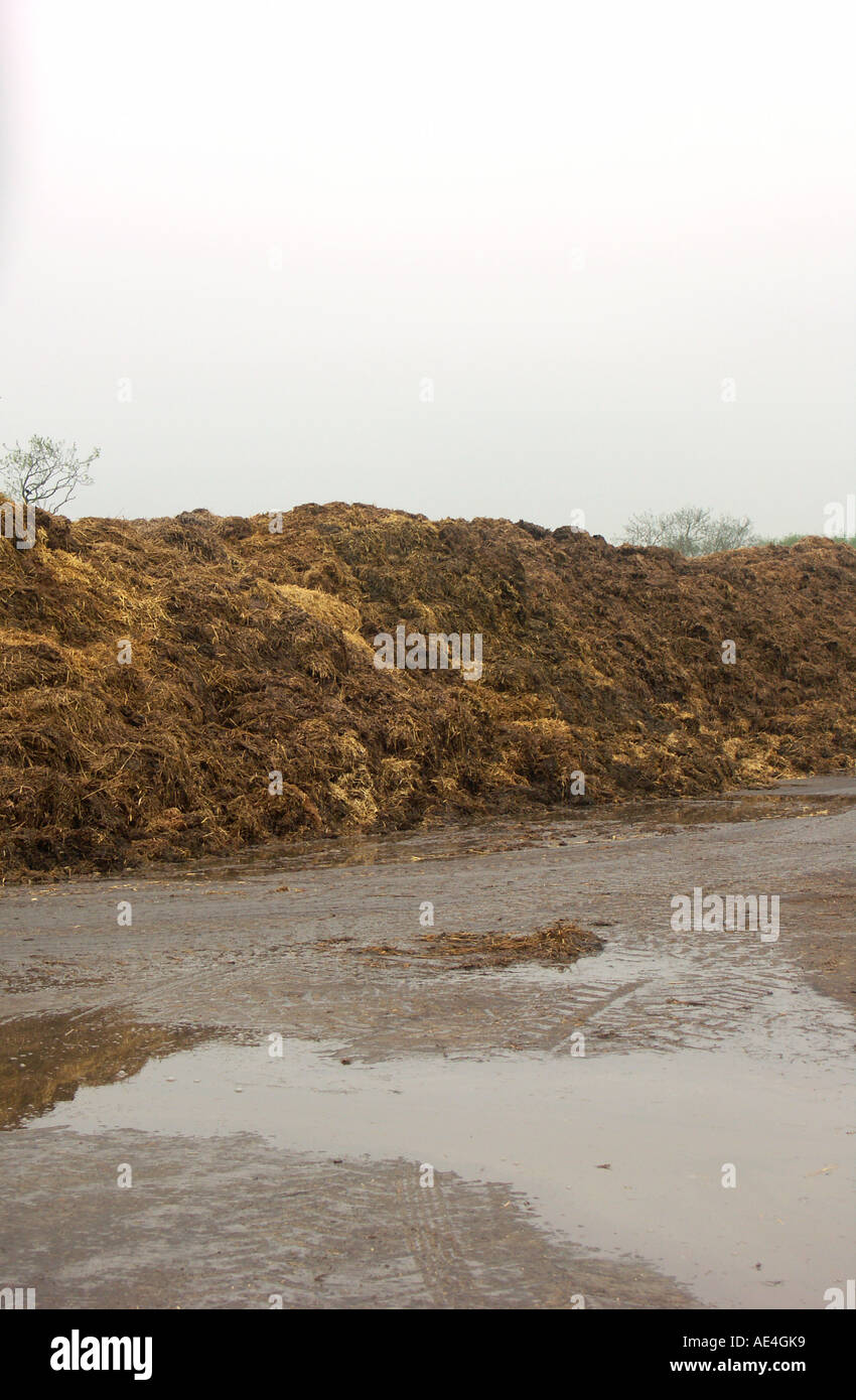 Große Haufen von Gülle auf einer Schweinefarm in UK. Ein Haufen Dreck. Stockfoto