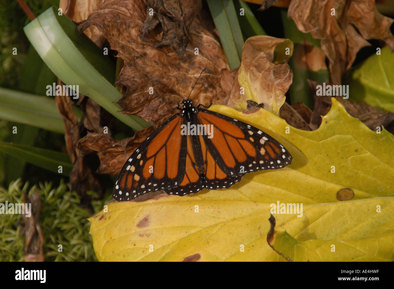 Monarch-Schmetterling Stockfoto