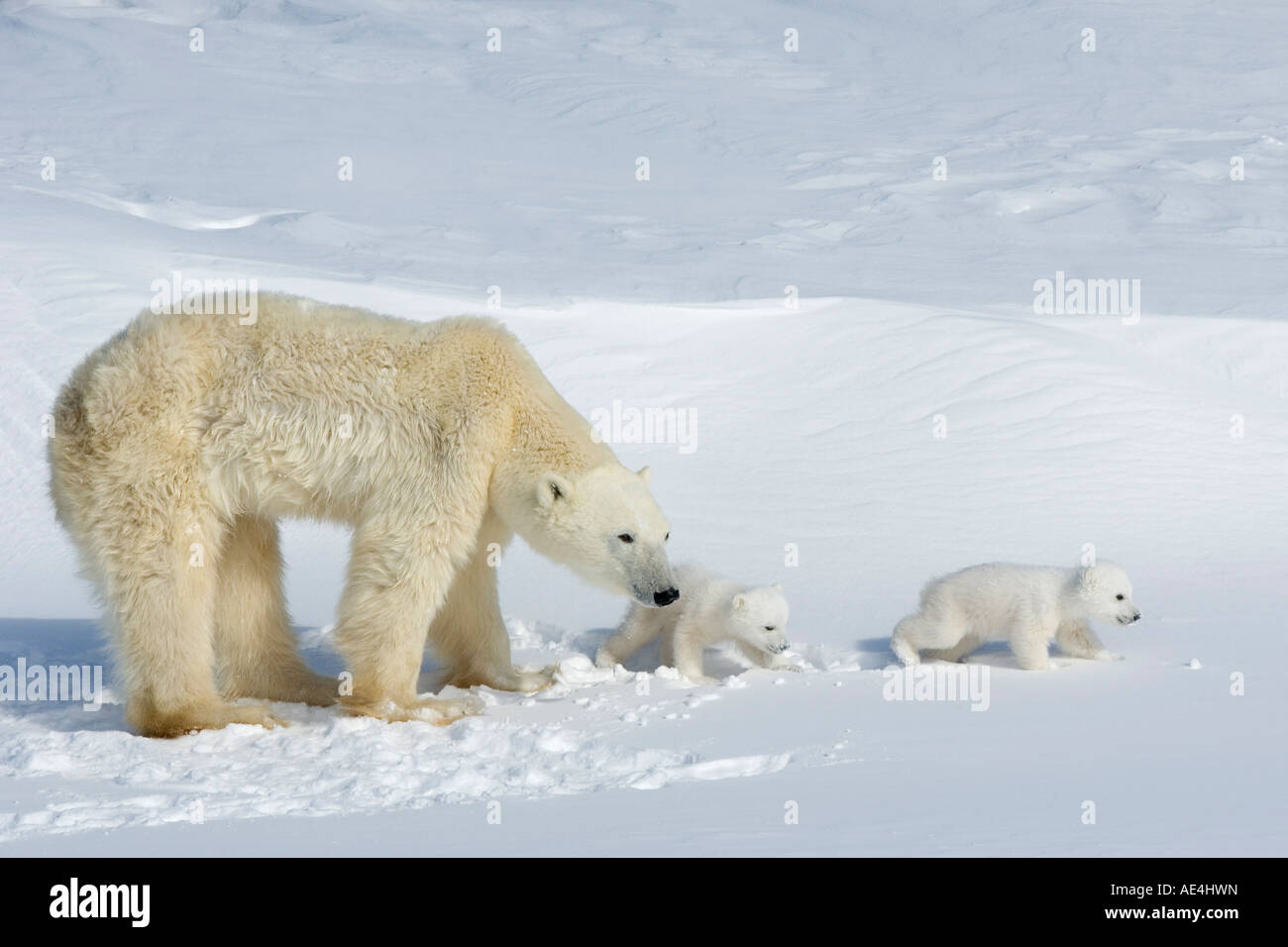 Eisbär (Ursus Maritimus) Mutter mit zwei jungen, Wapusk-Nationalpark, Churchill, Hudson Bay, Manitoba, Kanada, Nordamerika Stockfoto