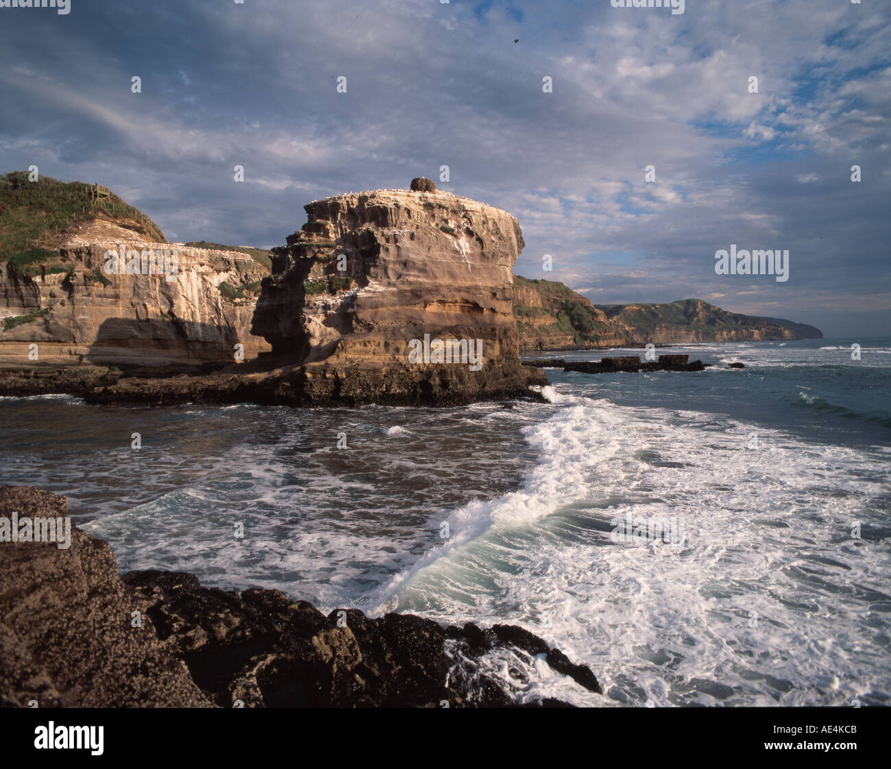 New Zealand Tölpelkolonie am Muriwai Beach Tölpel fliegen von Muriwai nach Australien und zurück kommen Stockfoto