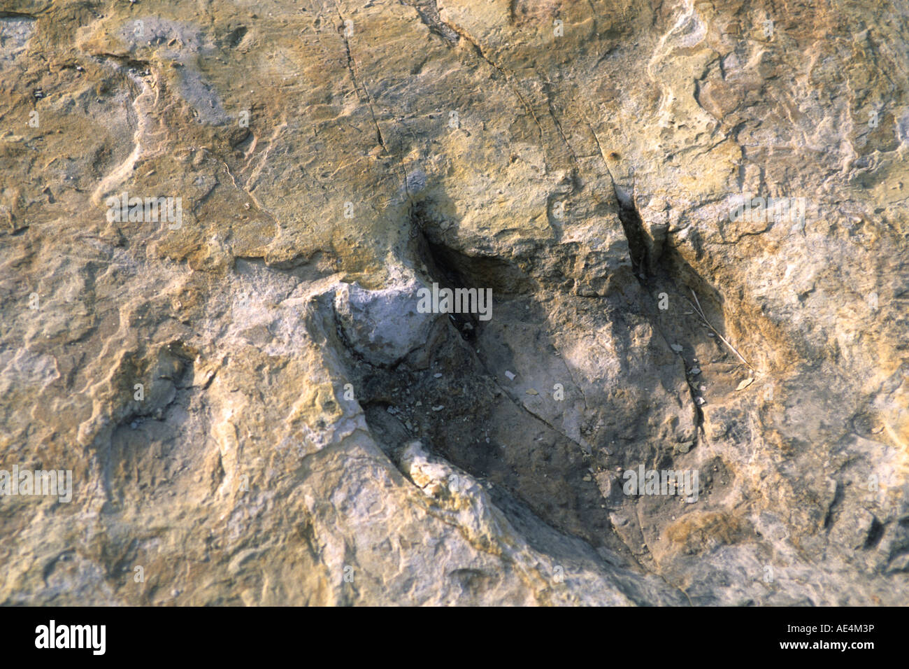 Nahaufnahme der Dinosaurier Fußabdruck, Dinosaurier Trackway, Clayton Lake State Park, Clayton, New Mexico, Vereinigte Staaten von Amerika Stockfoto