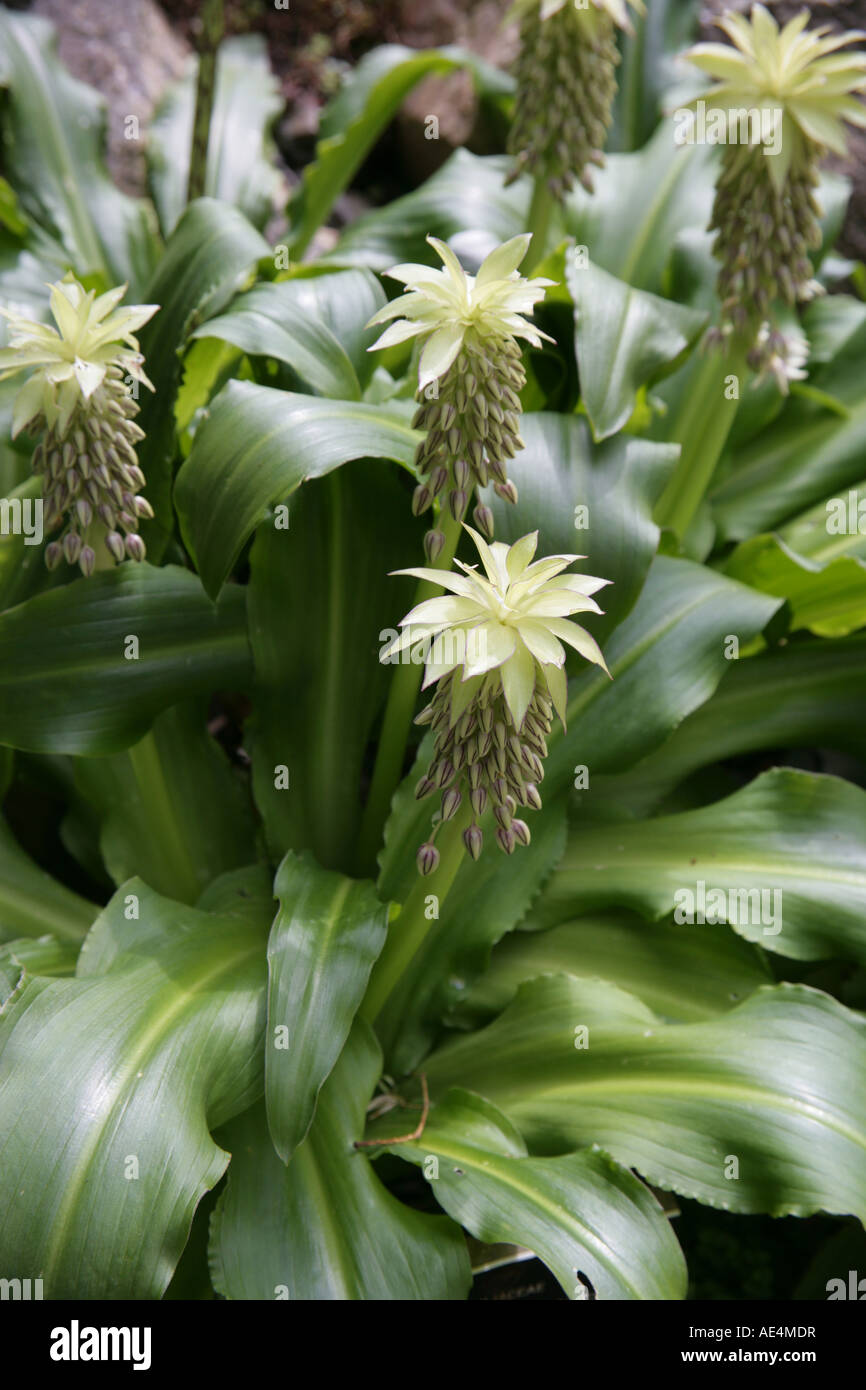 Eucomis Comosa bauchige Staude Stockfoto