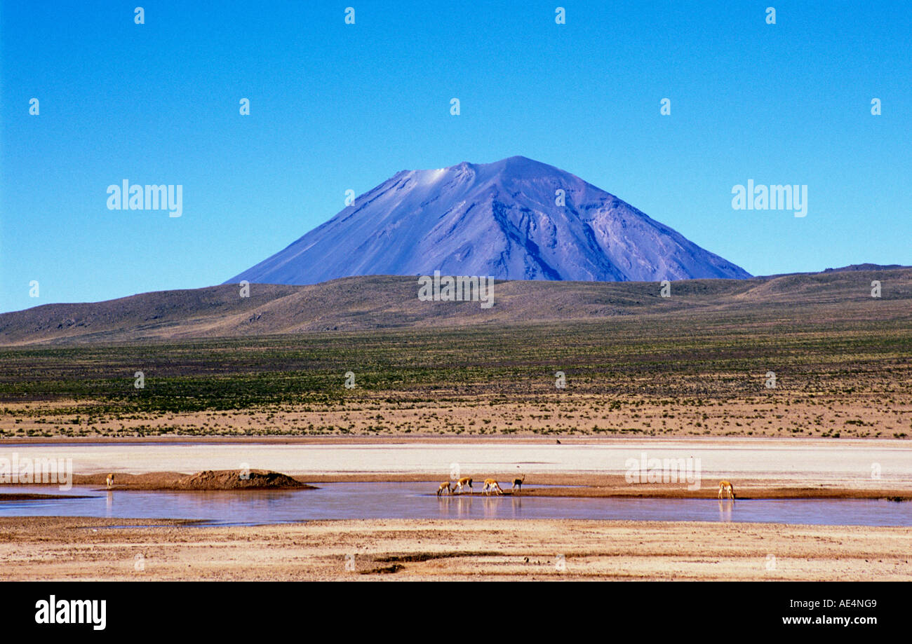 Blick auf El Misti und Vikunjas in der Reserva Nacional Salinas y Aguada Blanca Arequipa Peru Stockfoto