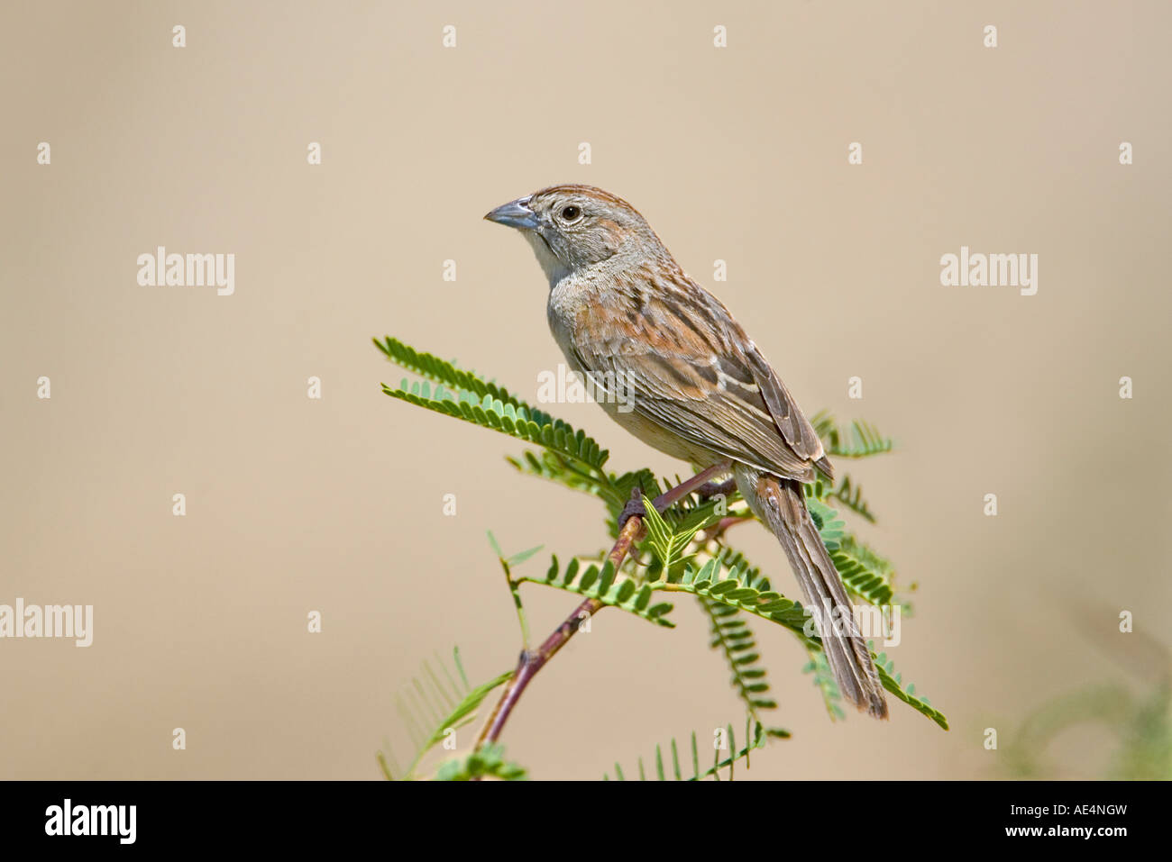 Botteri Spatz hockt auf Mesquite Zweig. Stockfoto