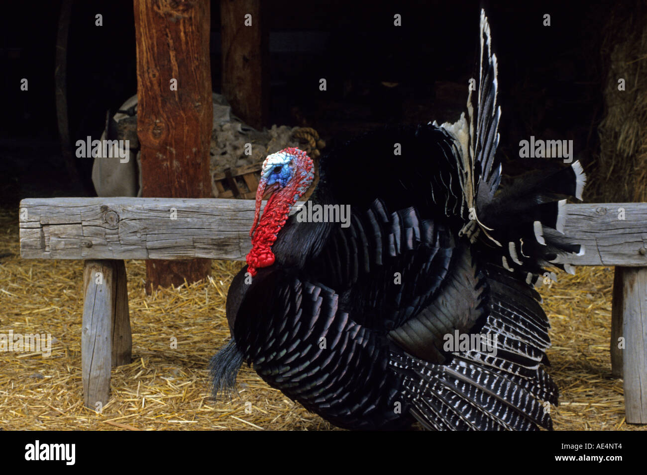 Türkei-Federbeine durch Hof in Littleton Historical Museum, ein lebendiges Geschichtsmuseum in der Metro Denver, Colorado. Stockfoto