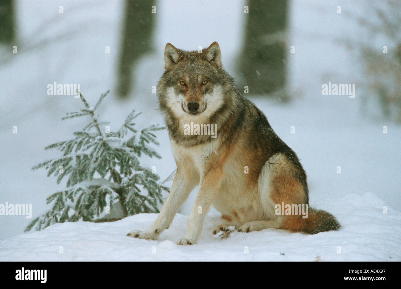 Wolf Sitting Stockfotos und -bilder Kaufen - Alamy