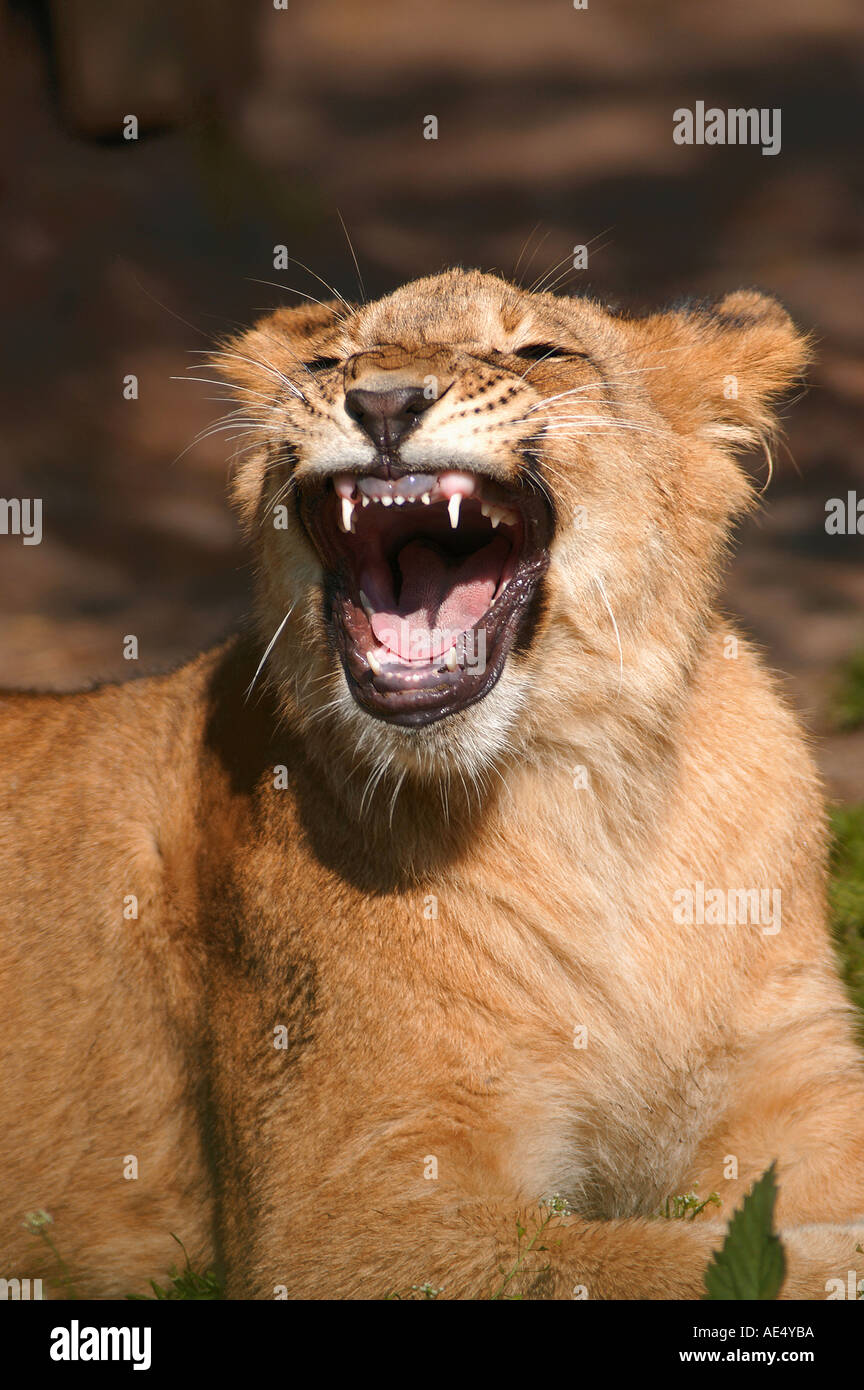 junge afrikanische Löwen - brüllen / Panthera Leo Stockfoto