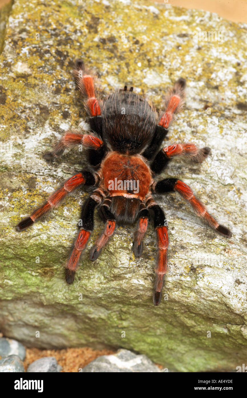 Mexican Fireleg, mexikanische Rustleg Vogelspinne (Brachypelma boehmei) auf einem Felsen Stockfoto