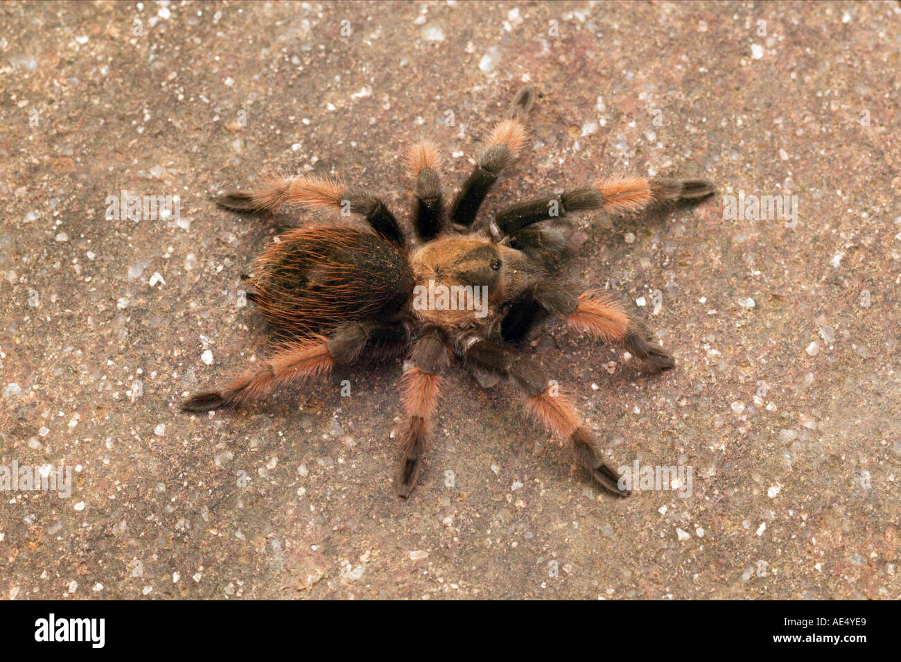 Mexikanische Redleg, Red-legged Tarantula. (Brachypelma Emilia). Spinne auf  einem Felsen Stockfotografie - Alamy