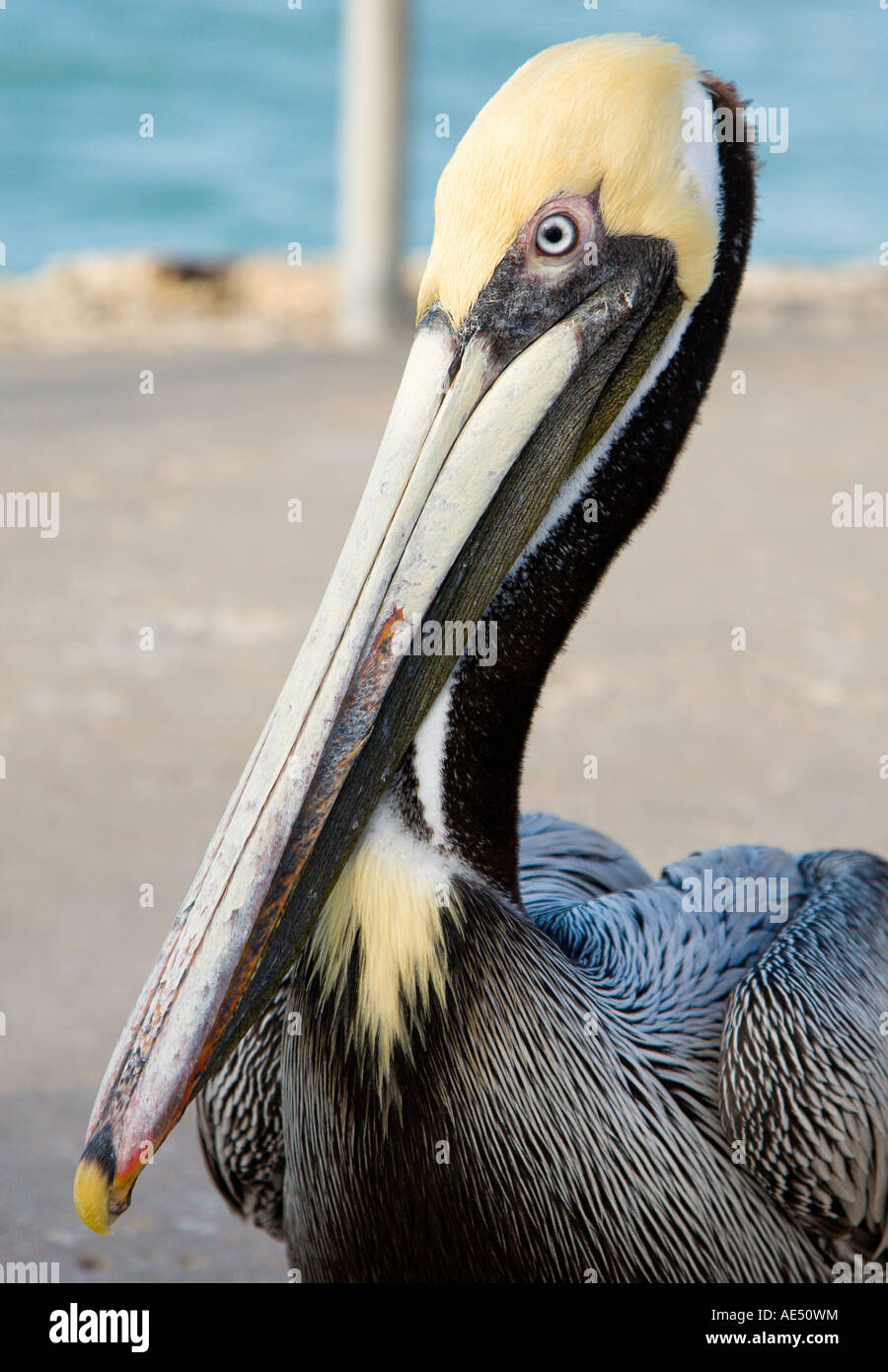 Brauner Pelikan (Pelecanus Occidentalis) auf der Anklagebank stehen in der Nähe von St. Pete Beach, Florida Stockfoto