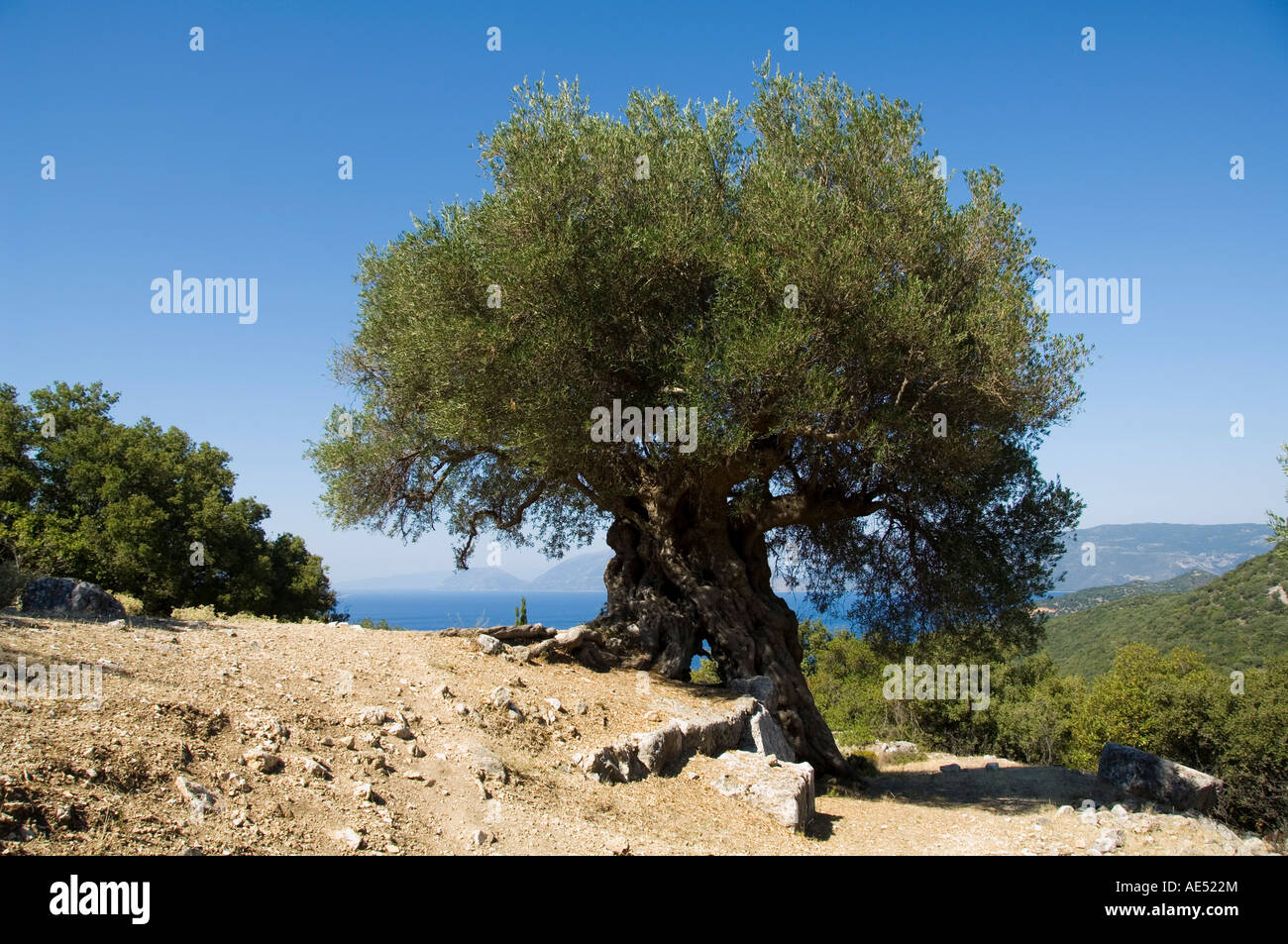 Sehr alter Olivenbaum, Kefalonia (Cephalonia), Ionische Inseln, Griechenland,  Europa Stockfotografie - Alamy