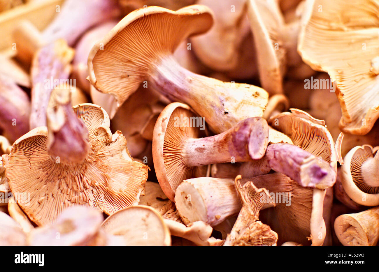 Mushroms 1 Stockfoto