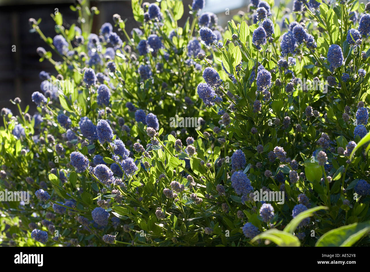 CEANOTHUS THYRSIFLORUS FELDLERCHE EINEN IMMERGRÜNEN STRAUCH MIT DUNKLEN