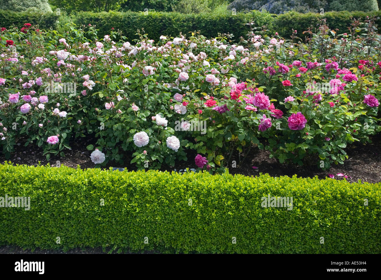EINIGE DER VIELEN ROSEN IM MODERNEN ROSENGARTEN IN RHS GARDEN HYDE HALL, IN DER NÄHE VON CHELMSFORD, Stockfoto