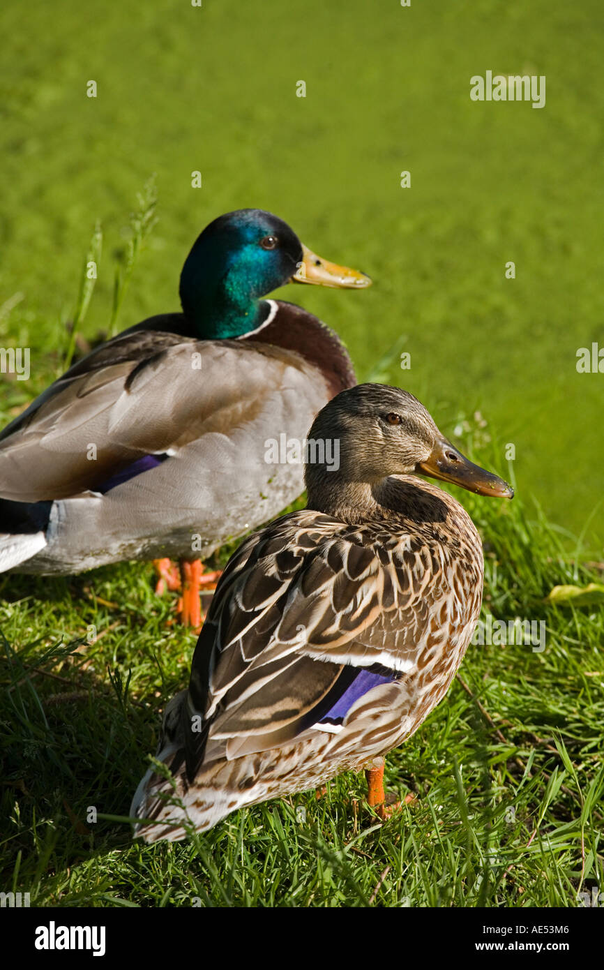 zwei Enten ruhen am Teich Stockfoto