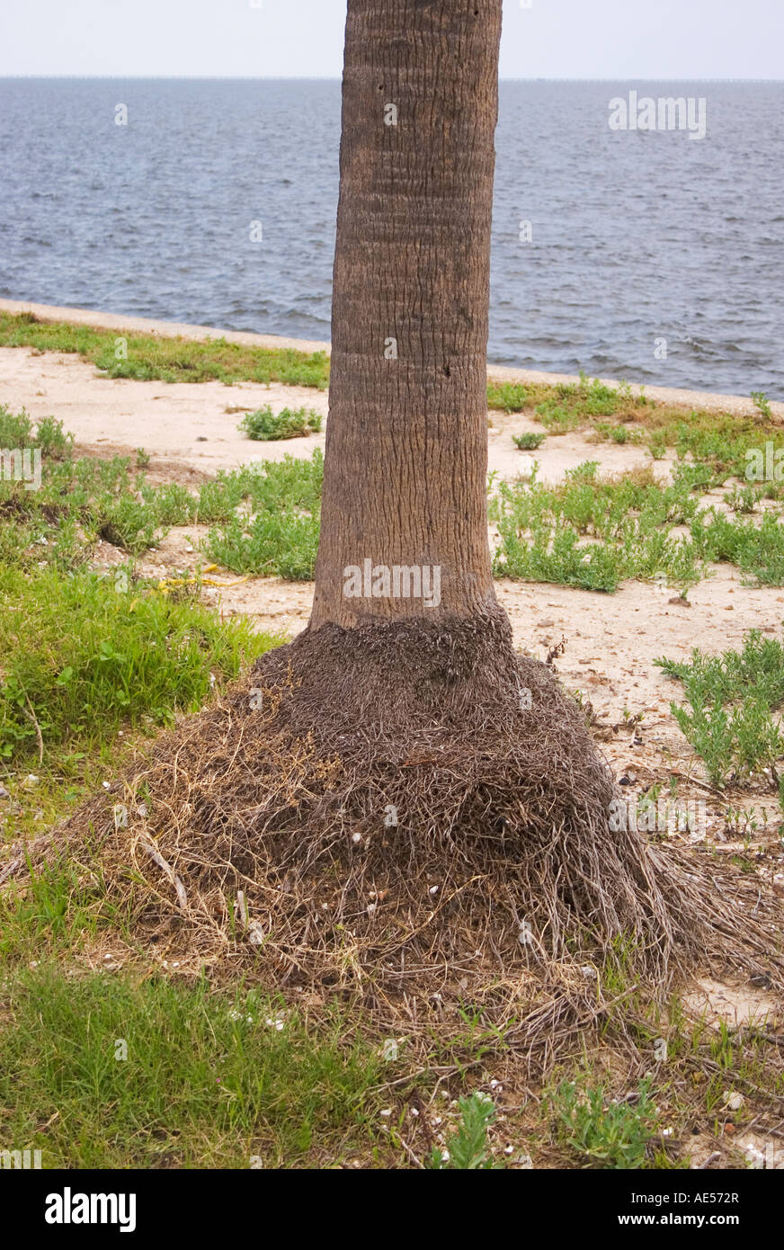Palm Tree Wurzeln entlang Lakeshore Drive nach Überschwemmungen durch Hurrikan "Katrina" ausgesetzt.  New Orleans, August 2007. Stockfoto