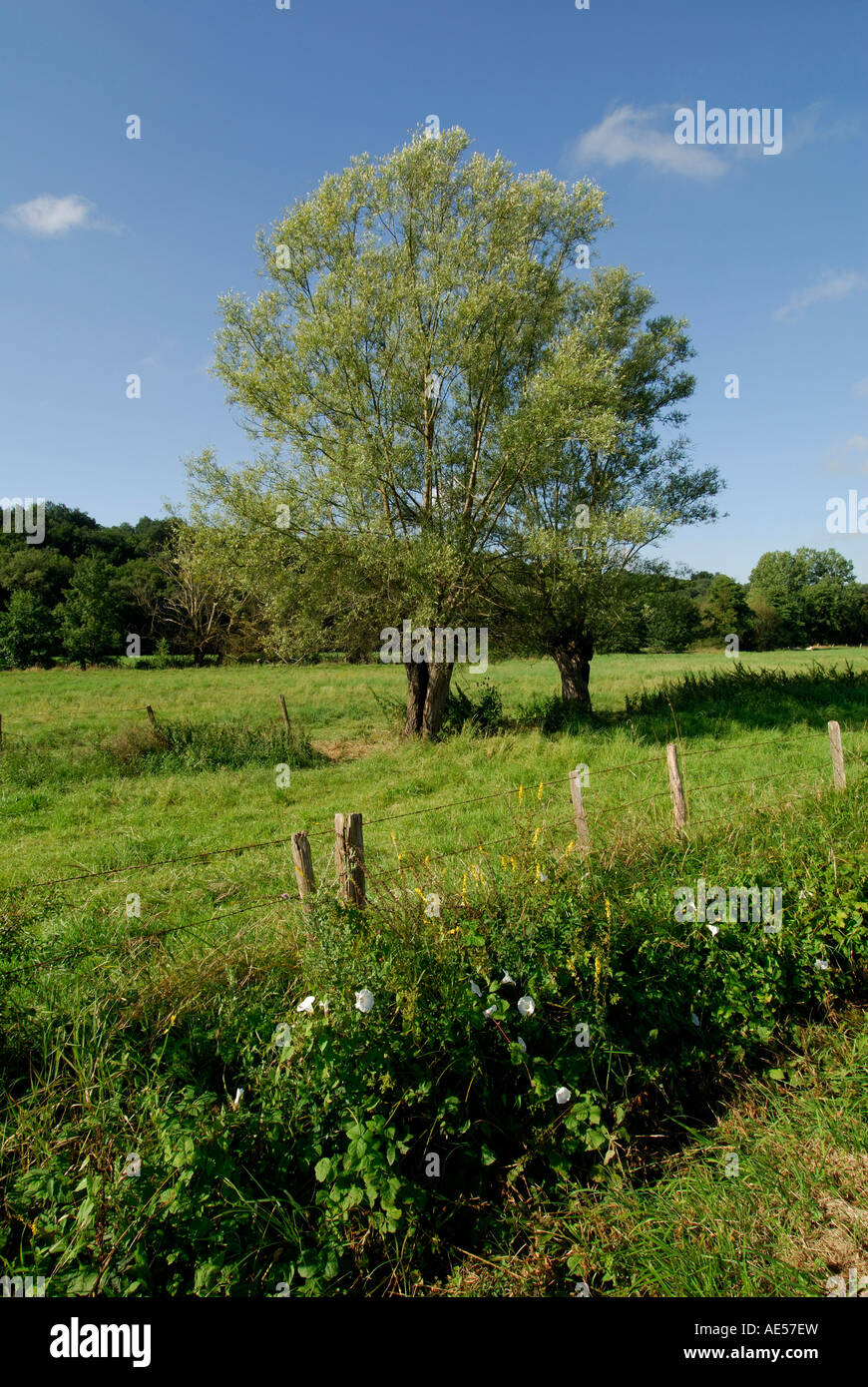 Weiden, Sud Touraine, Frankreich. Stockfoto