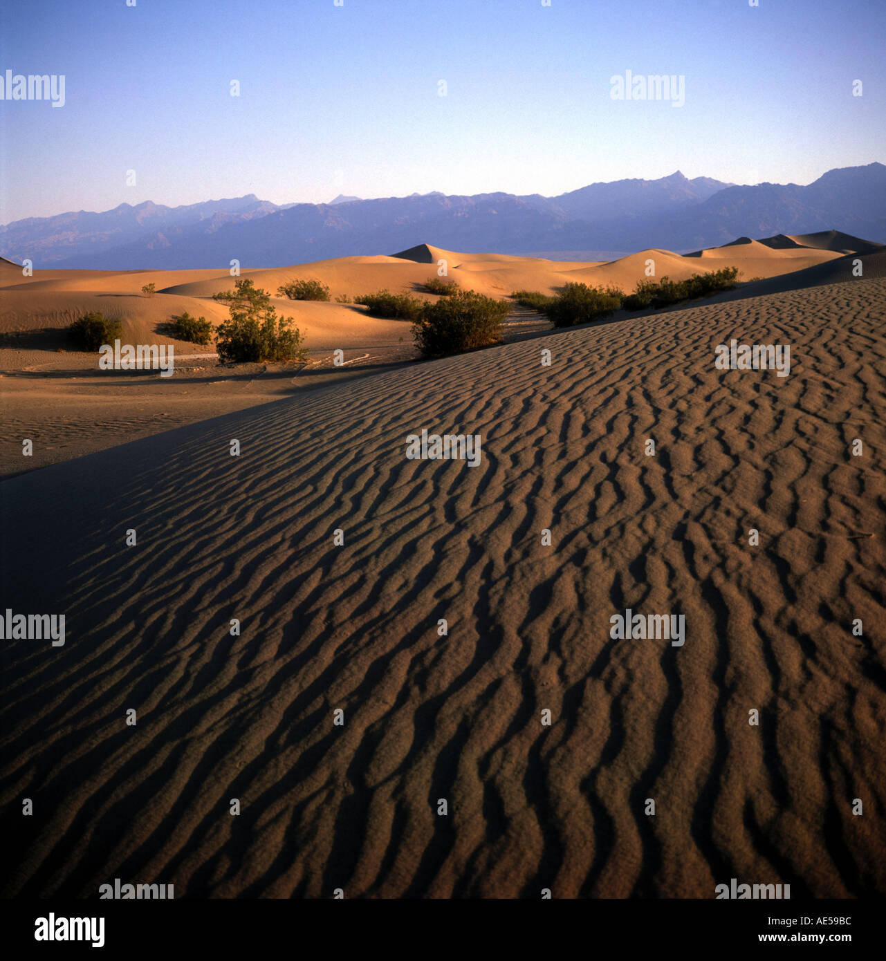 Sanddünen nahe Stovepipe Wells Death Valley Kalifornien USA Stockfoto