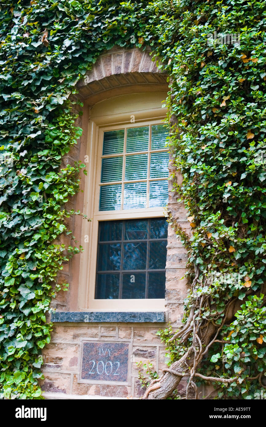Efeu (Hedera) wächst, ein Fenster auf Nassau Hall an der Princeton University, ein Efeu-Liga Schule in New Jersey zu gestalten Stockfoto