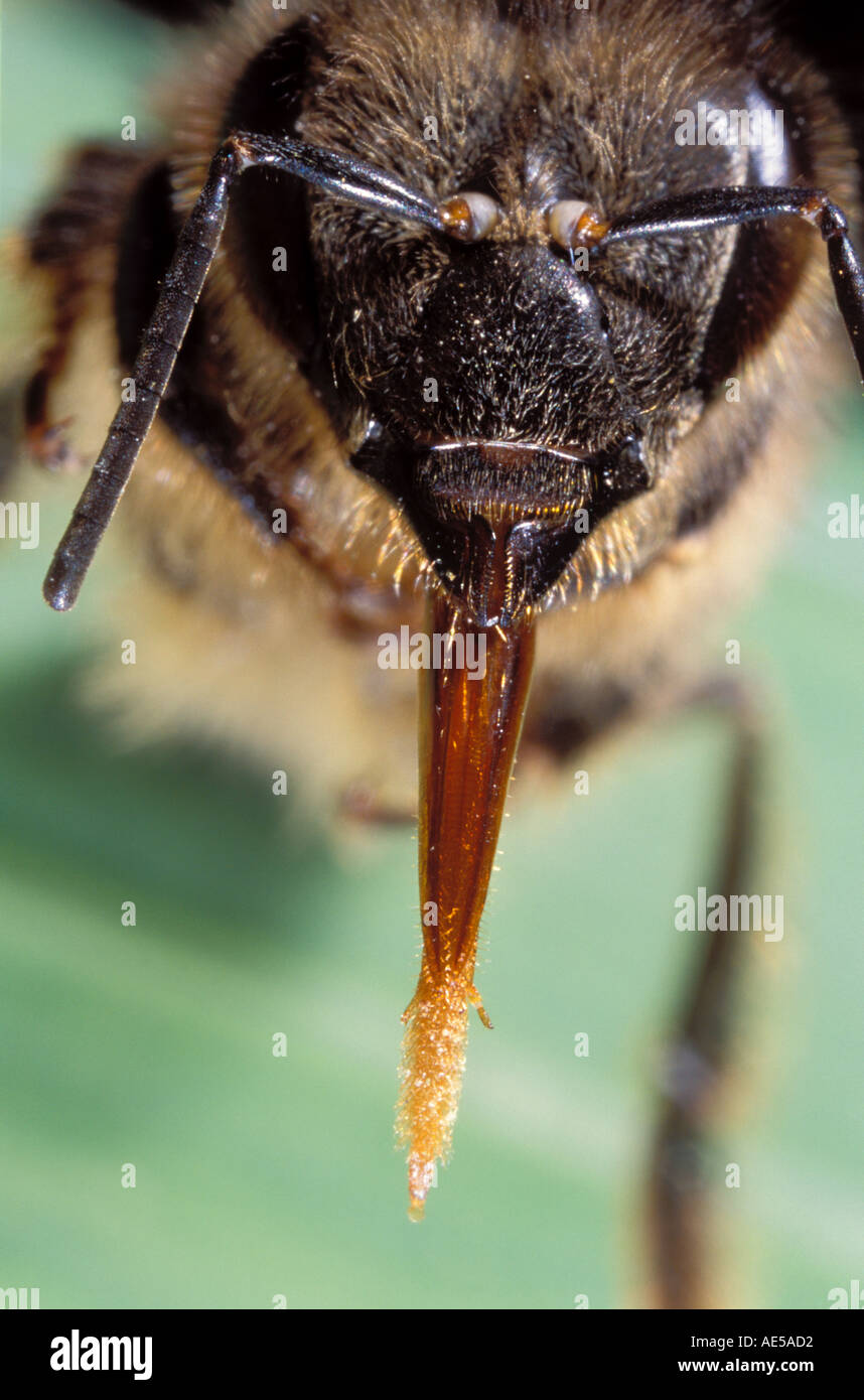 Honigbiene, Apis Mellifera. Kopf und Zunge Nahaufnahme Stockfoto