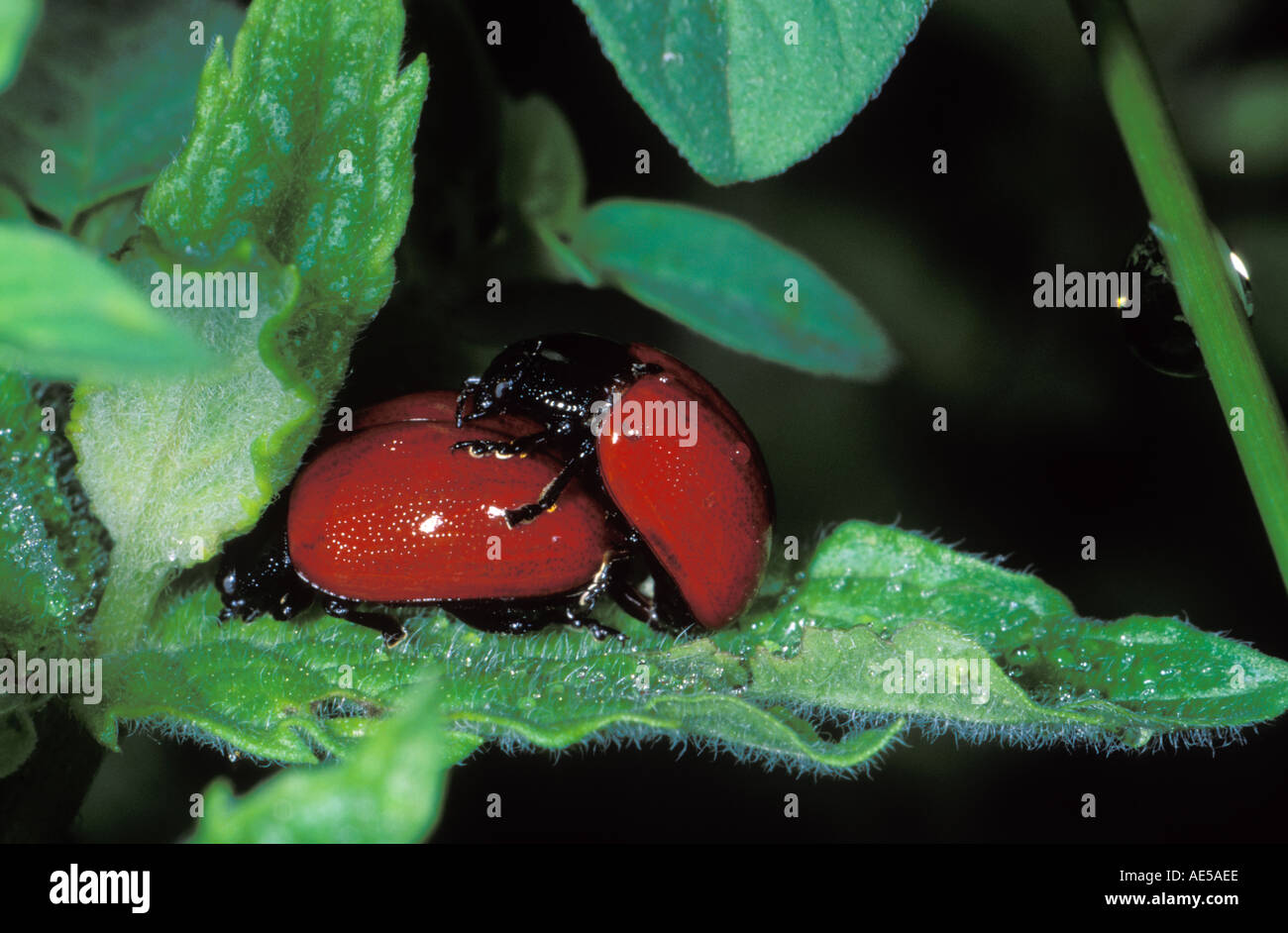 Pappel Blatt Käfer Chrysomela Populi paar Paarung Stockfoto