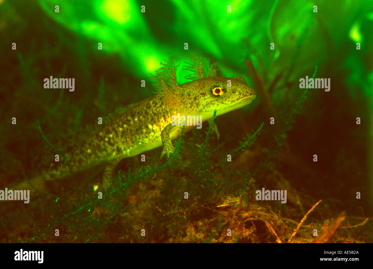 Fire salamander larva Fotos und Bildmaterial in hoher Auflösung Alamy