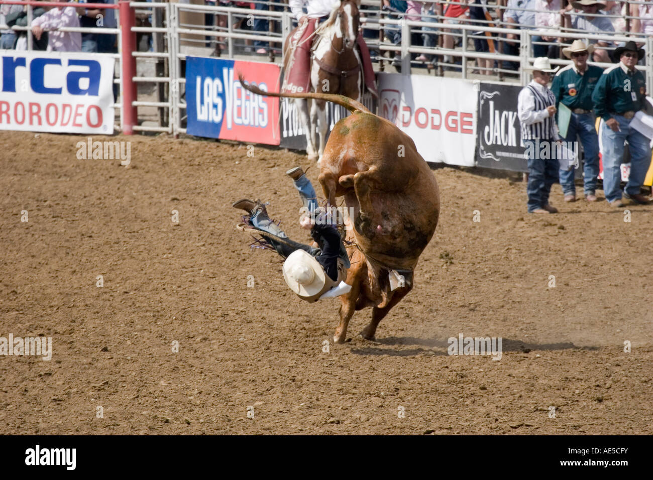 Cowboy, von der Rückseite eines wütenden Ruckeln Bullen in einem Rodeo-Bullenreiten Wettbewerb geworfen Stockfoto