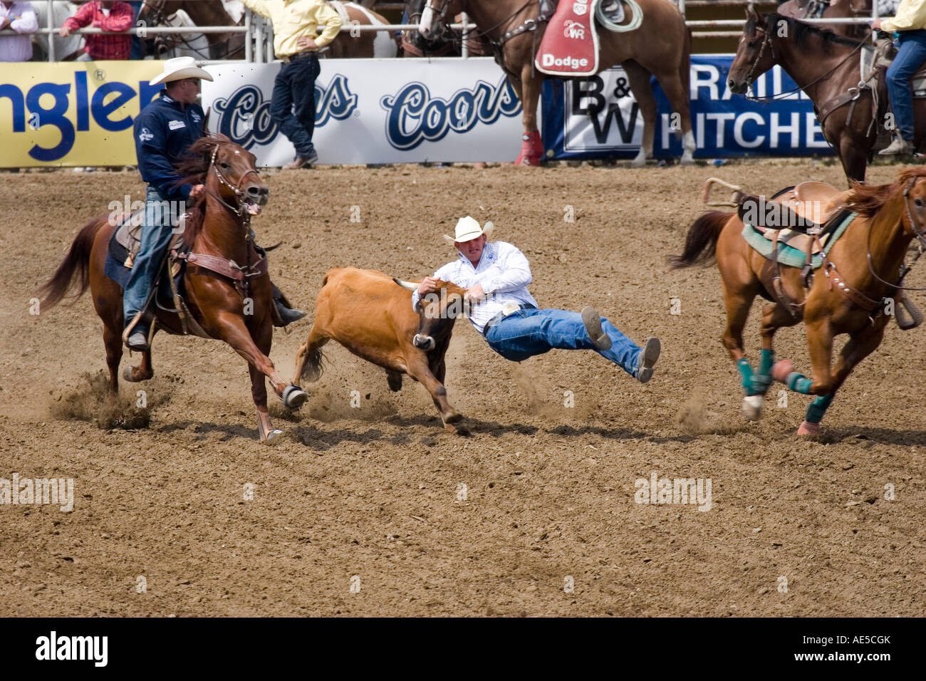 Verlassen sein Pferd auf die geführten grabbing Kalb Hörner in der Luft in Rodeo Cowboy Steuern Ringen an Stockfoto