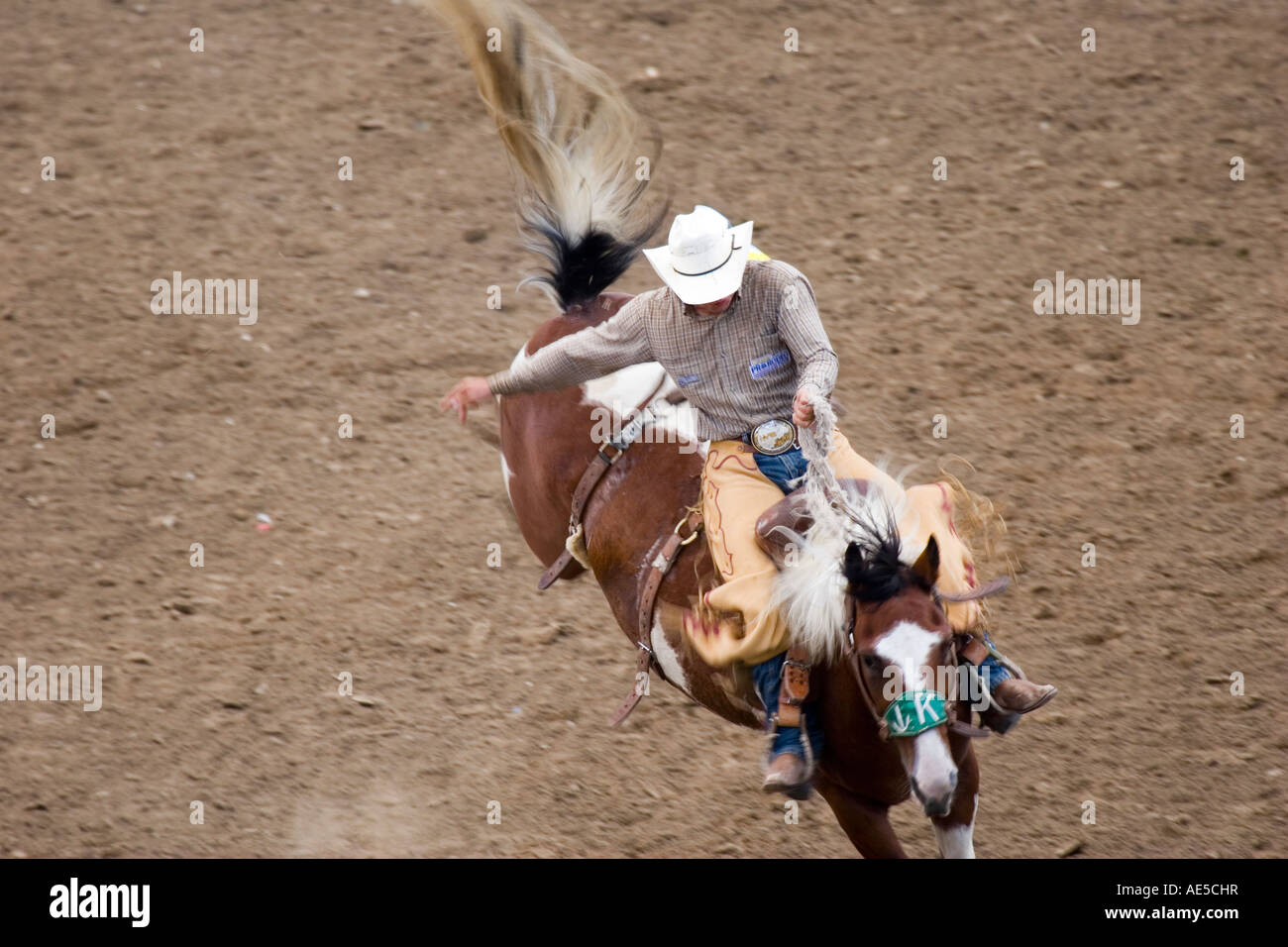 Cowboy bleibt auf einem Ruckeln Farbe Pferd mit Schweif fliegen beim California Rodeo in Salinas Stockfoto