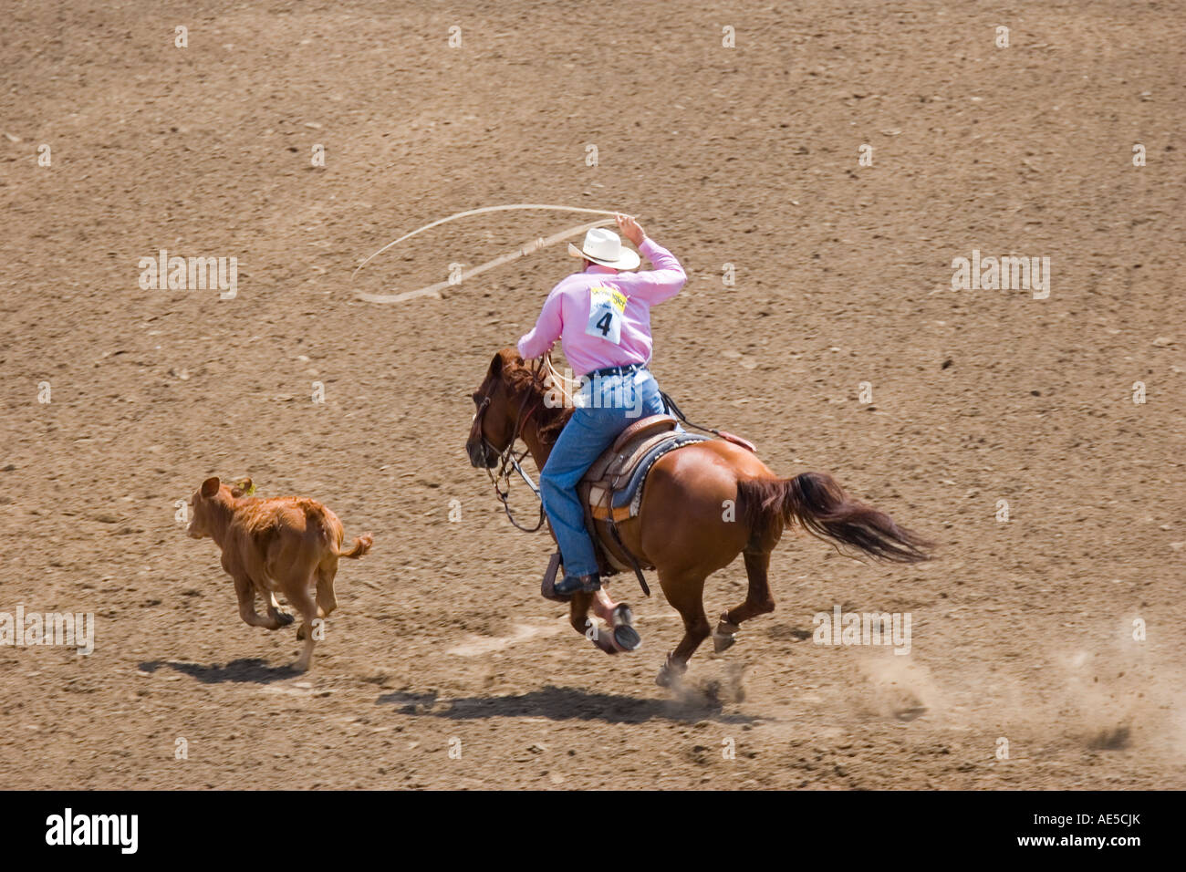 Rosa Hemd Jagd nach Kalb mit Lasso in der Steer roping Wettbewerb bei einem Rodeo Cowboy Stockfoto