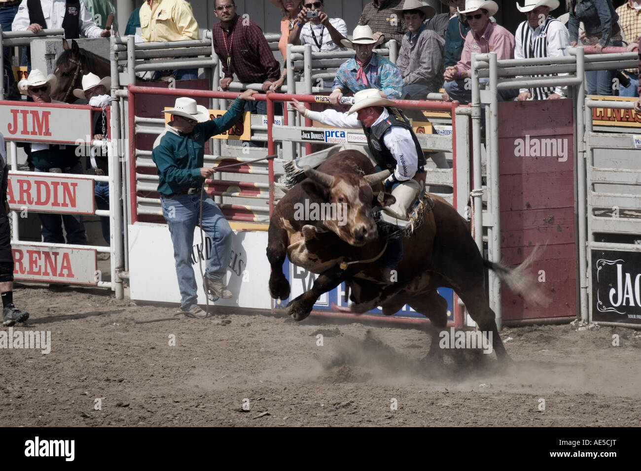 Hängen wie Bull Drehungen und Böcke aus dem Tor im Bullenreiten Wettbewerb bei einem Rodeo Cowboy Stockfoto