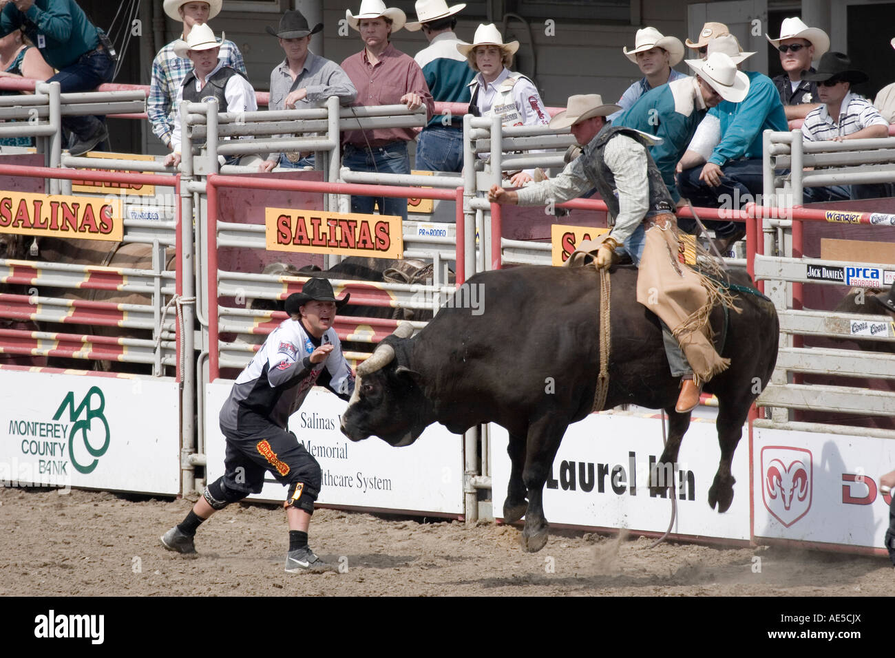 Cowboy in einen großen Stier Ruckeln und springen in die Bullenreiten Wettbewerb bei einem Rodeo Reiten chaps Stockfoto