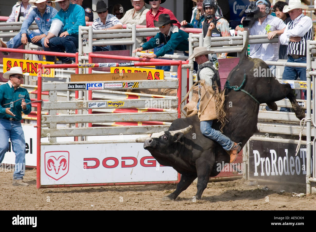 Cowboy Reiten einen Stier, der treten und Ruckeln wie kommt er aus dem Tor bei einem Rodeo-Bullenreiten Wettbewerb Stockfoto
