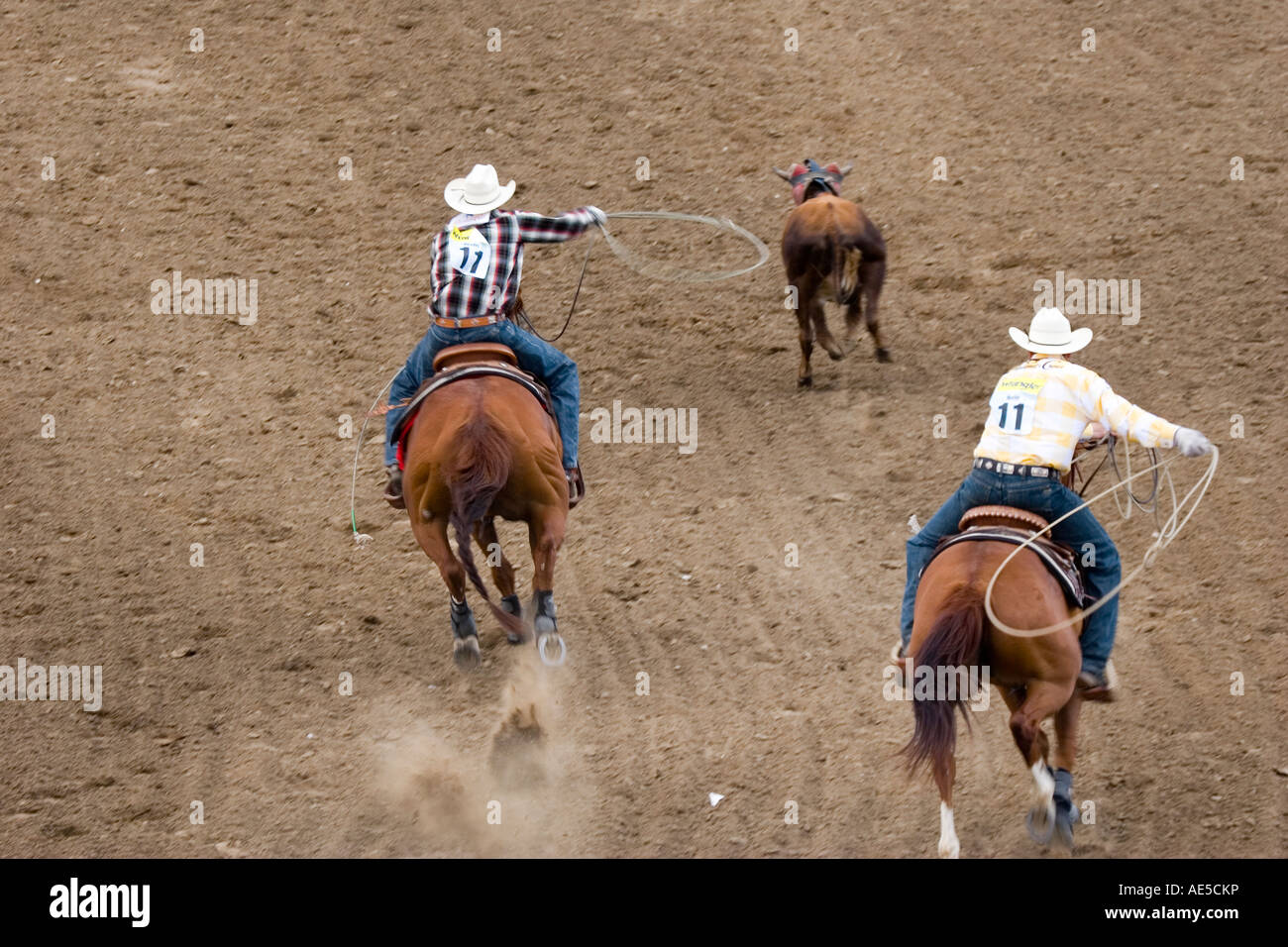 Zwei Cowboys auf Pferden jagt eine Kalb mit Lassos in der Team-Steer roping Wettbewerb bei einem rodeo Stockfoto