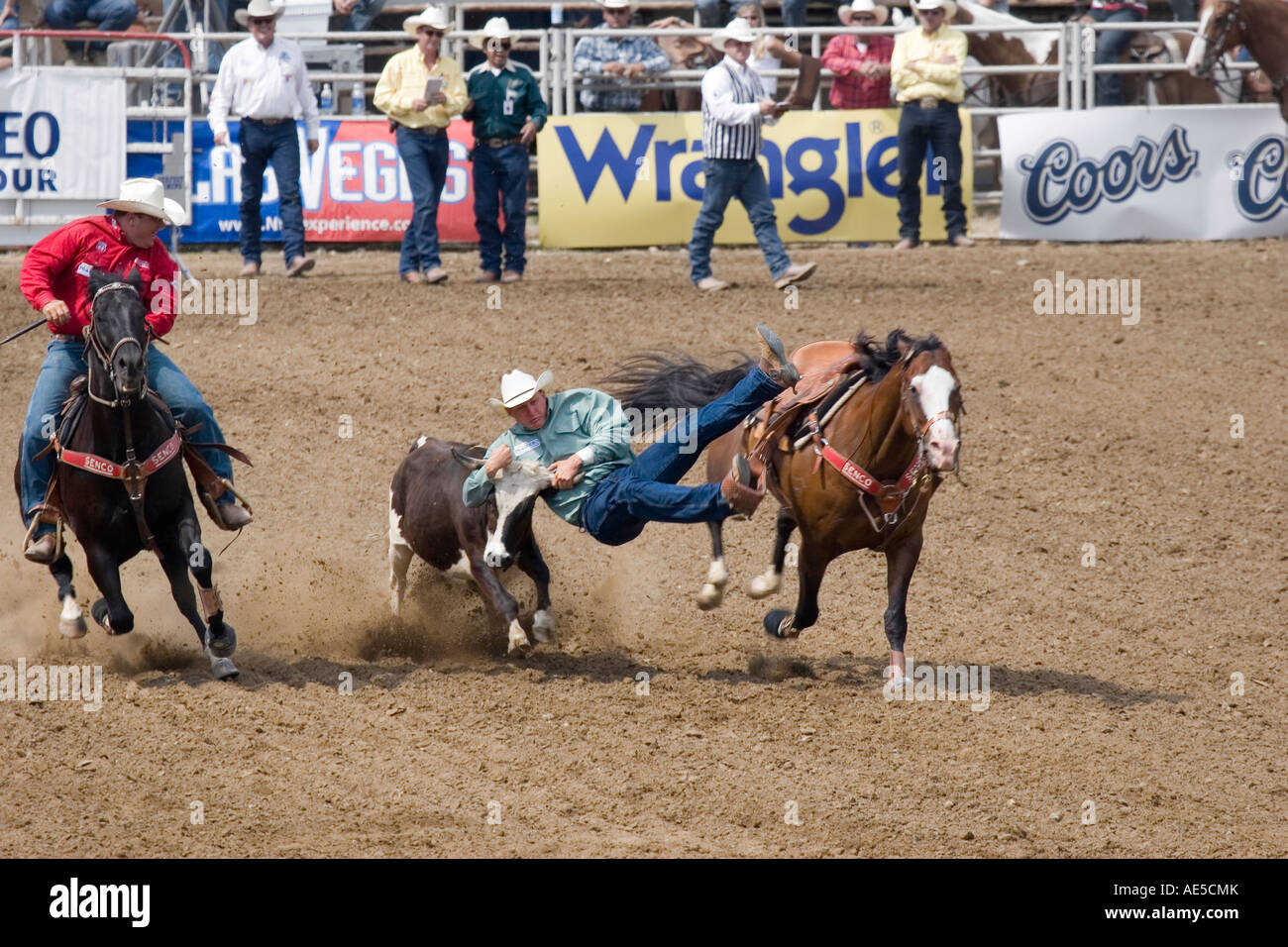 Cowboy Schiebetüren vom galoppierenden Pferd greifen Hörner des Kalbes in der Luft in Rodeo Steer wrestling-Wettbewerb Stockfoto