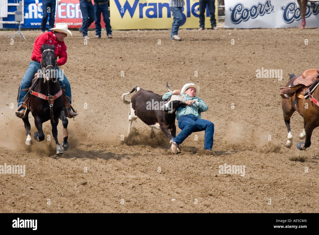 Cowboy greifen Hörner des Kalbes Ringen es zu Boden in Rodeo Steer wrestling-Wettbewerb Stockfoto