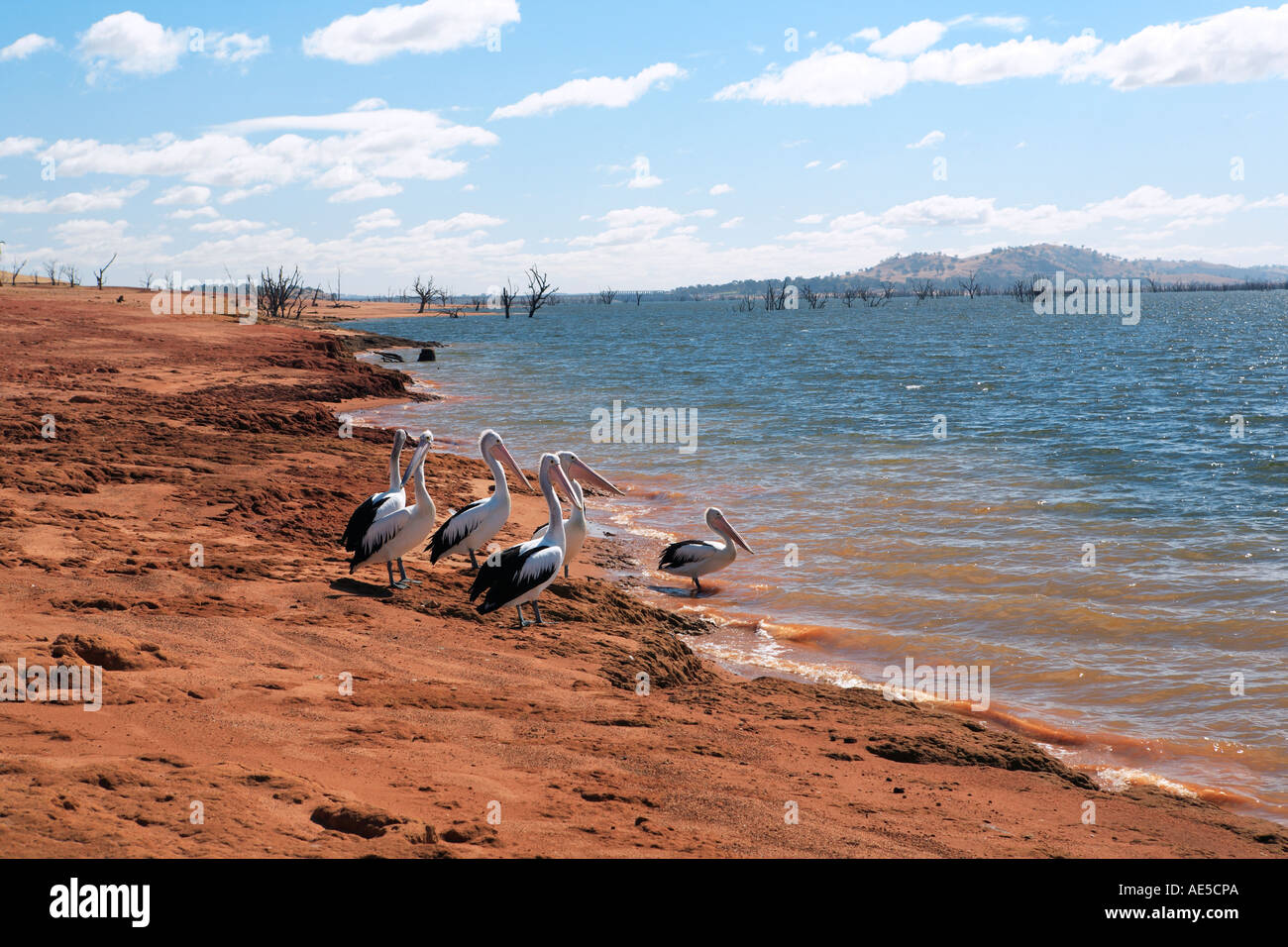 Pelikane ruht auf roter Erde Ufer des Lake Hume in der Nähe von Huon 20 km östlich von Wodonga Victoria Australien Stockfoto