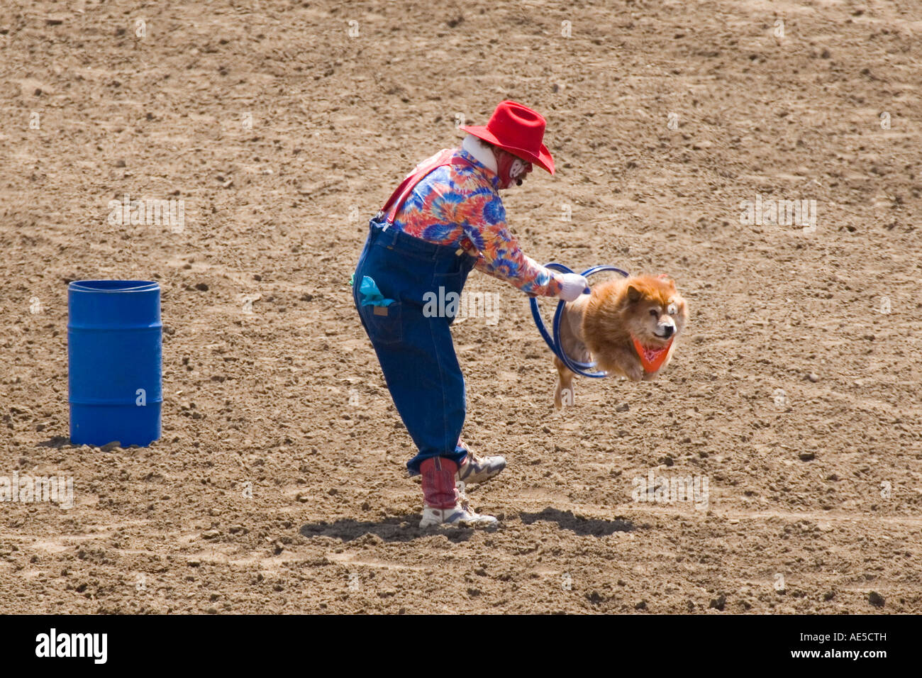 Hund durch zwei Reifen springen statt von einem Clown in einem Cowboy-Hut im 2006 Kalifornien Salinas Rodeo Stockfoto